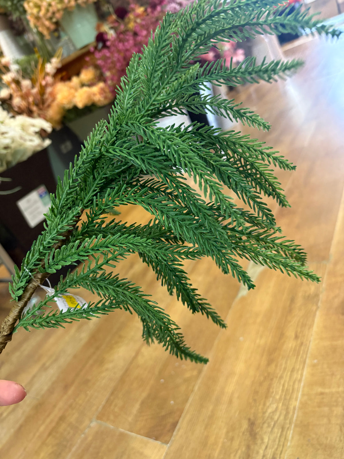 Trailing fir stem