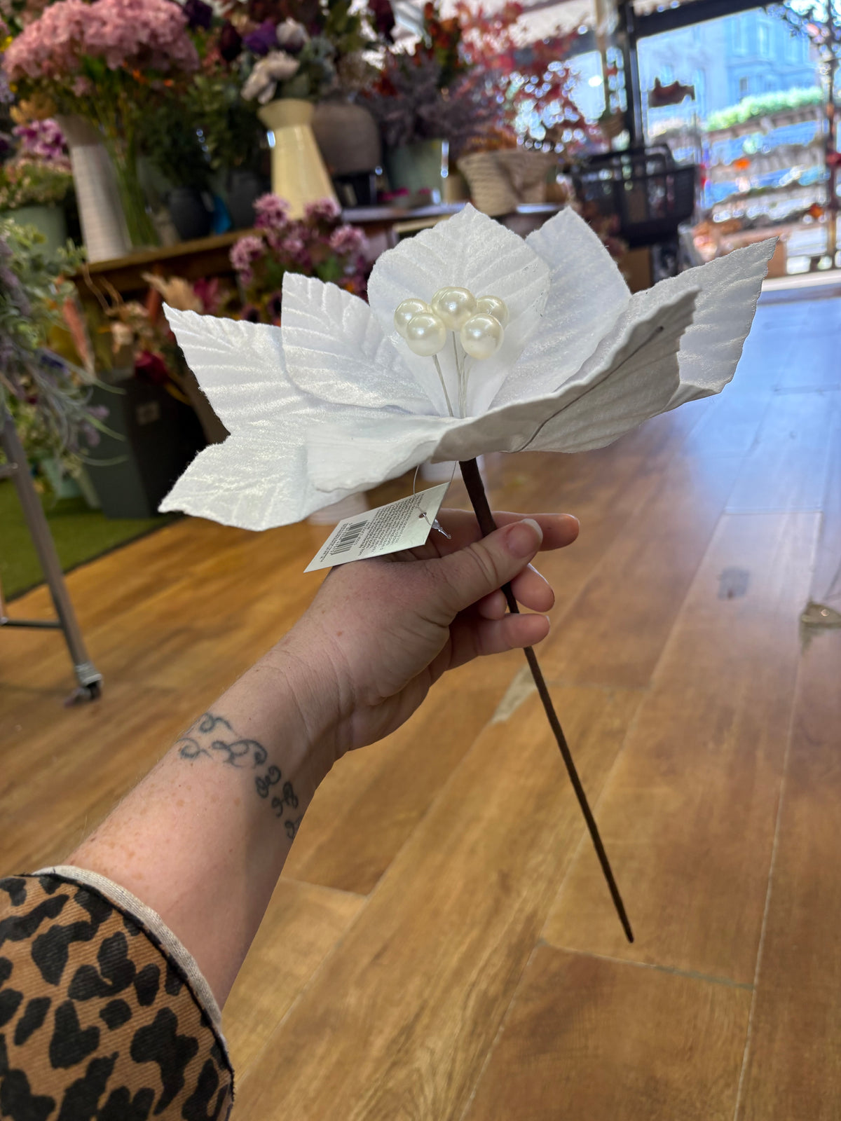 Short stem white velvet poinsettia
