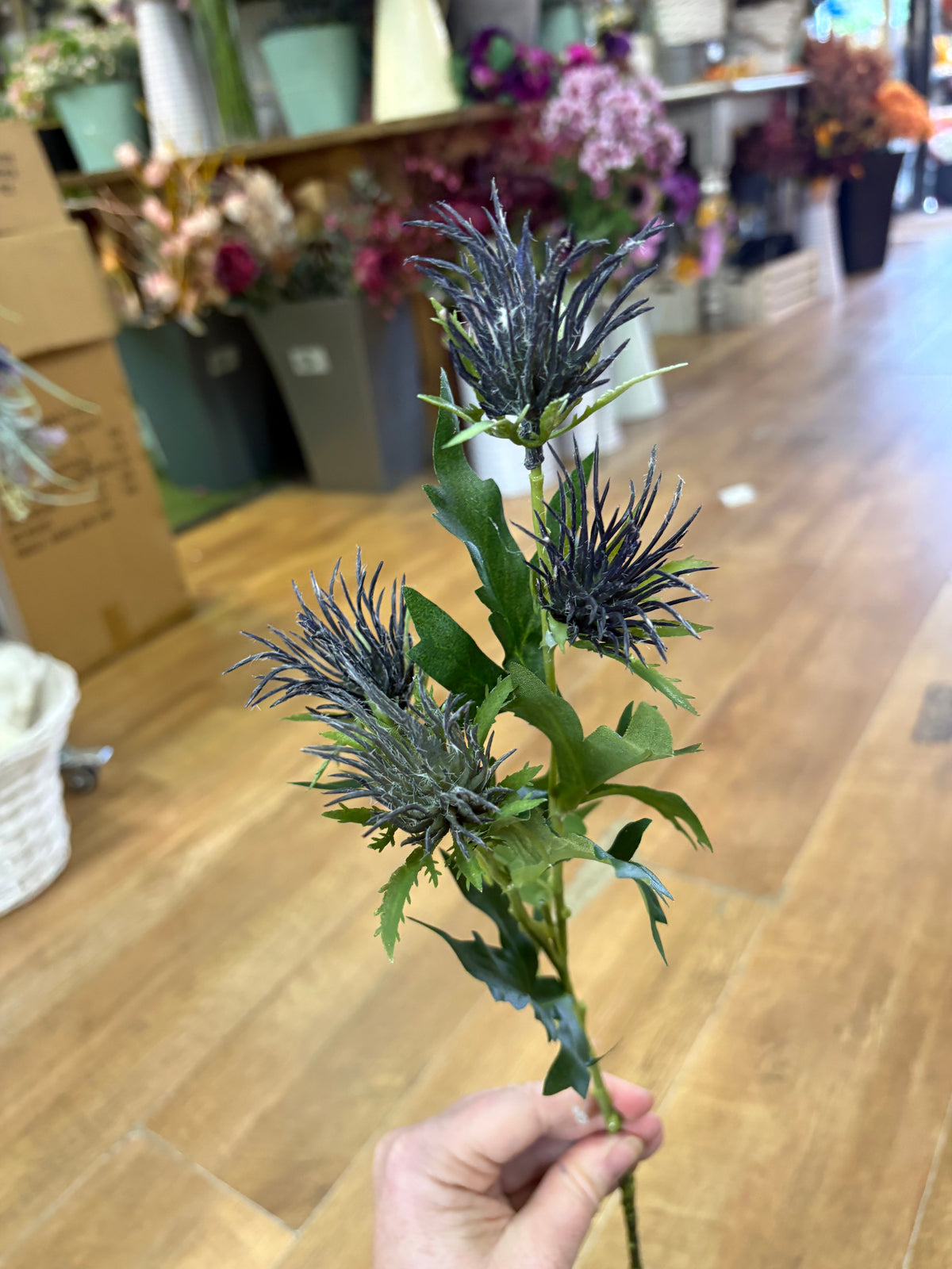 Long stem blue jagged thistle spray