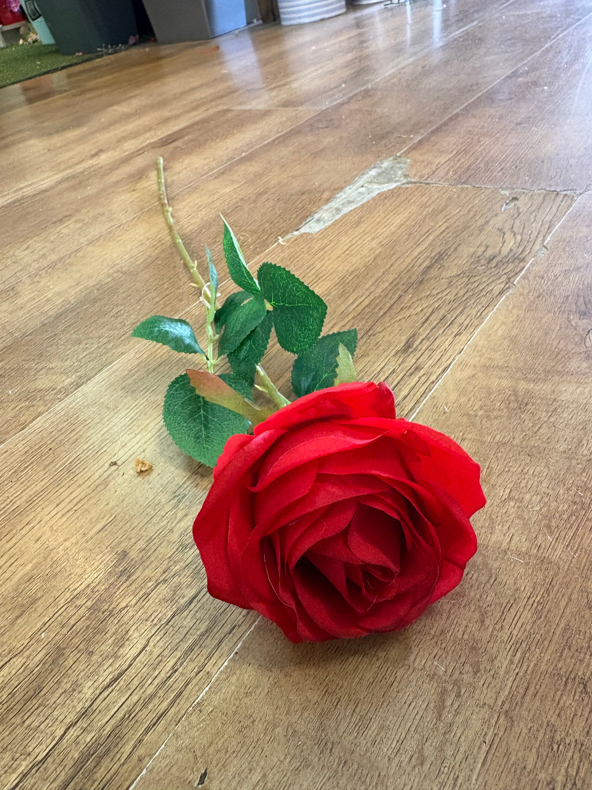 Single red harper rose