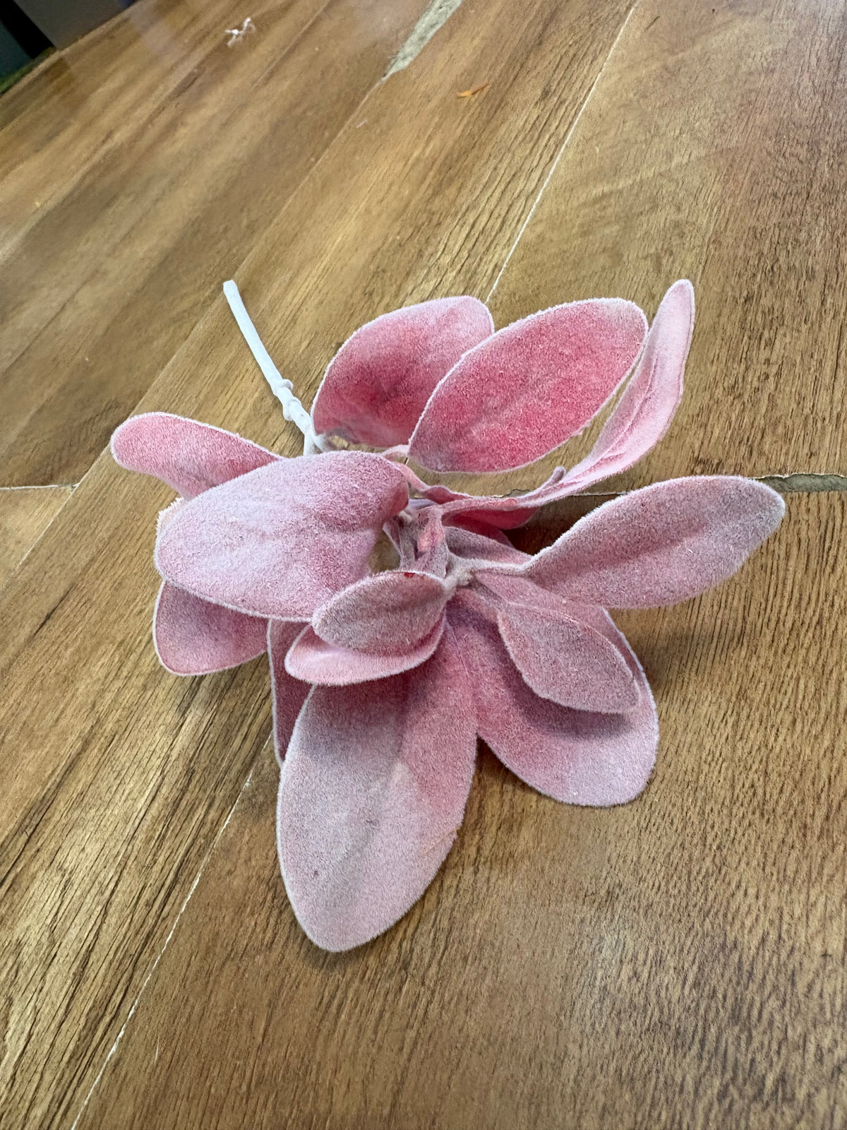 Rouge lambs ear pick