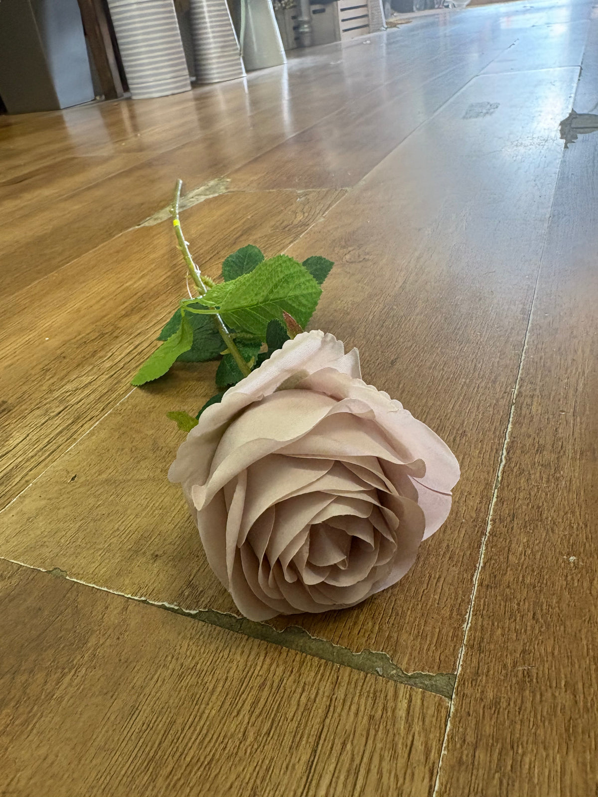 Single Nude harper rose