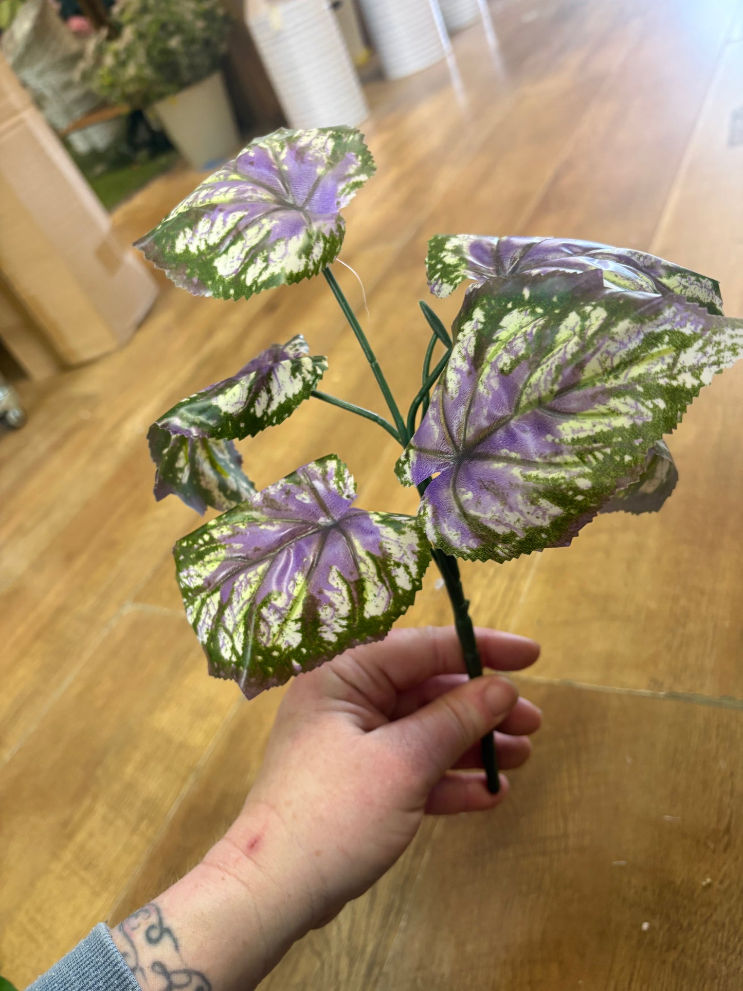 Purple and green begonia leaf