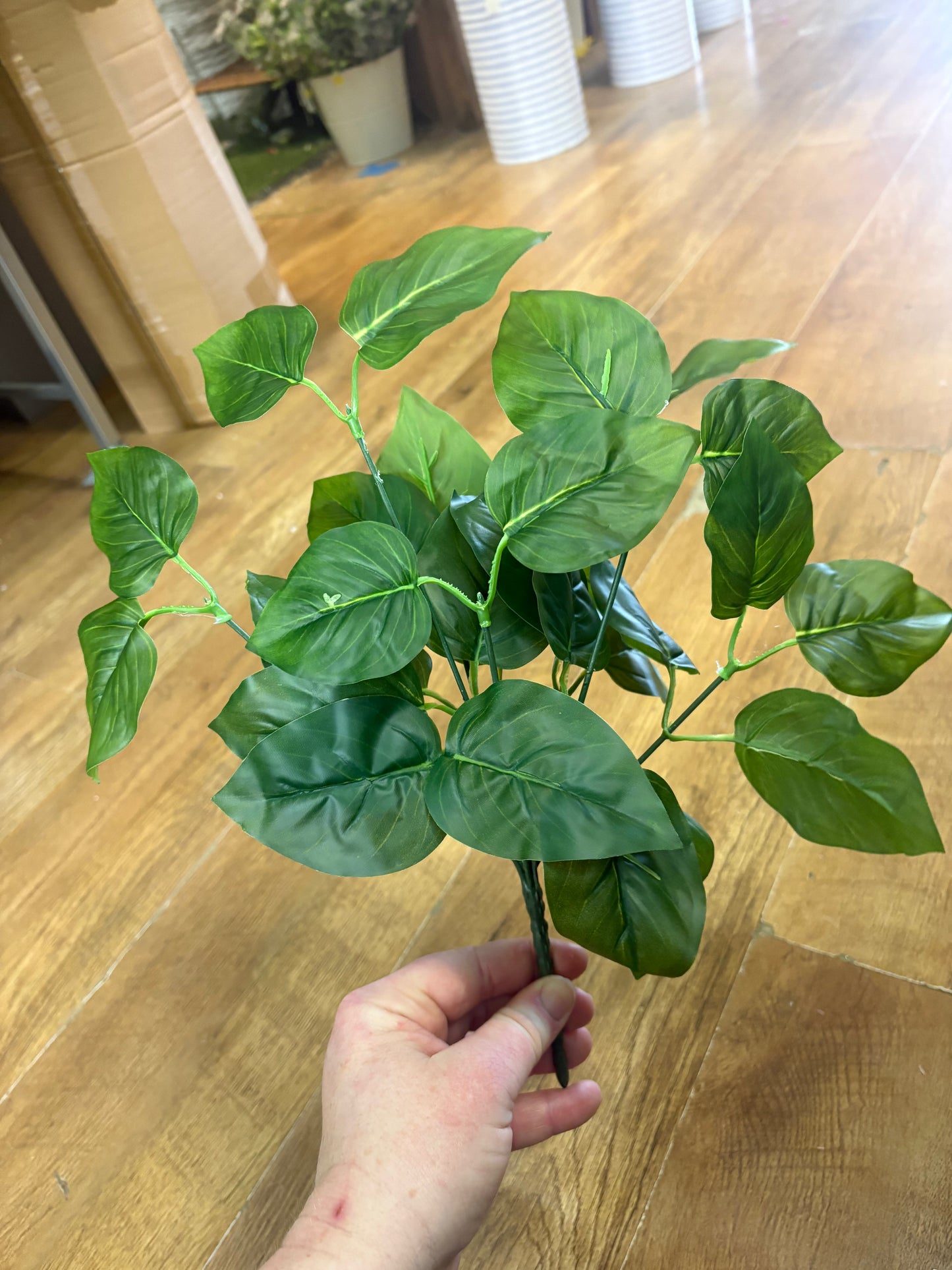 Natural green jade pothos bunch