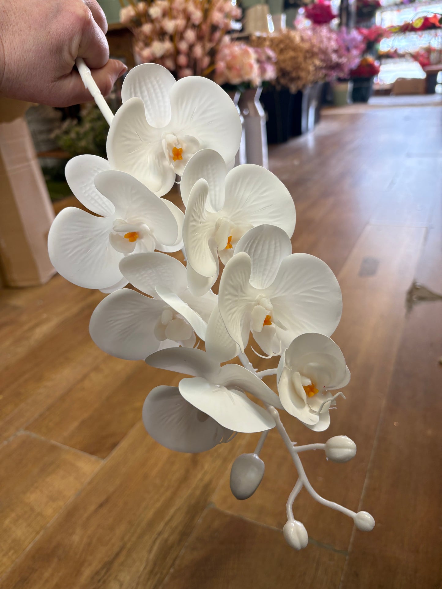 74cm tall 7 headed pure white orchid stem