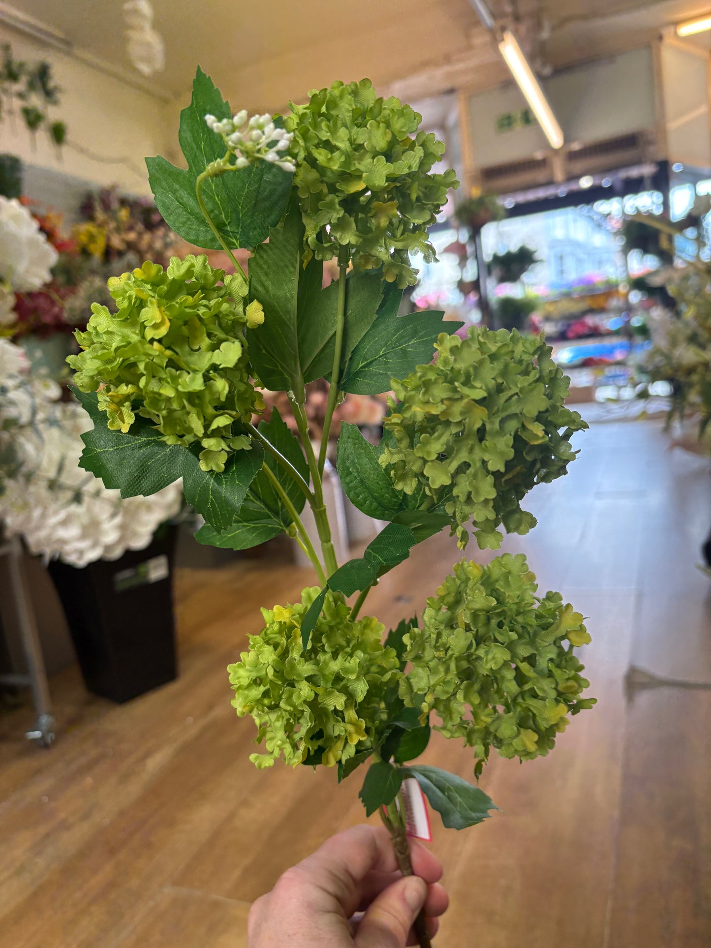 Long stem green kalanchoe geranium