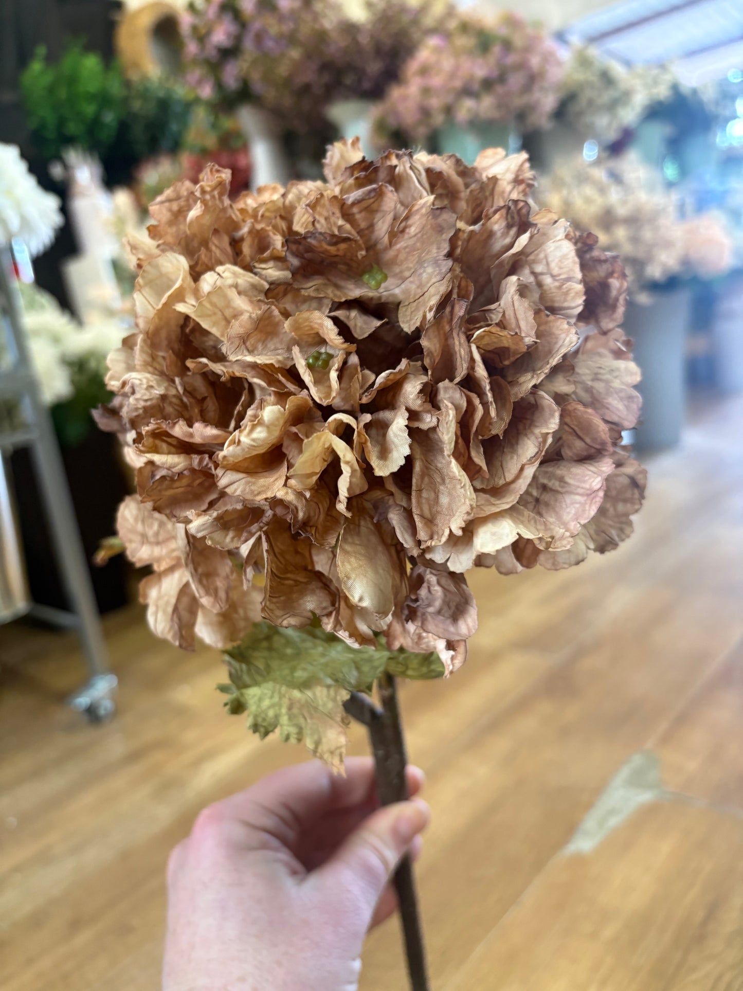 Cappuccino dried touch ruffled hydrangea