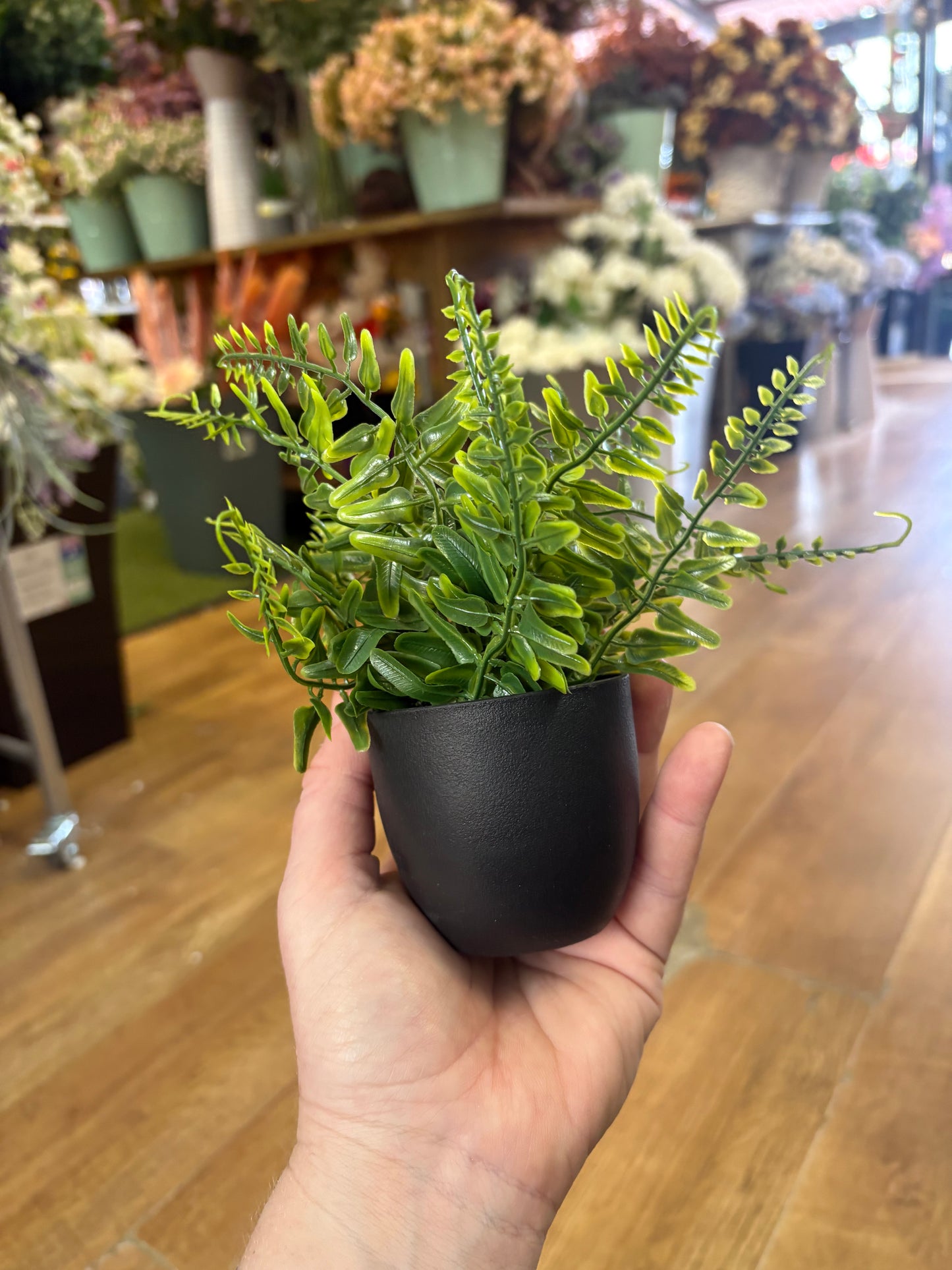 Small potted fern