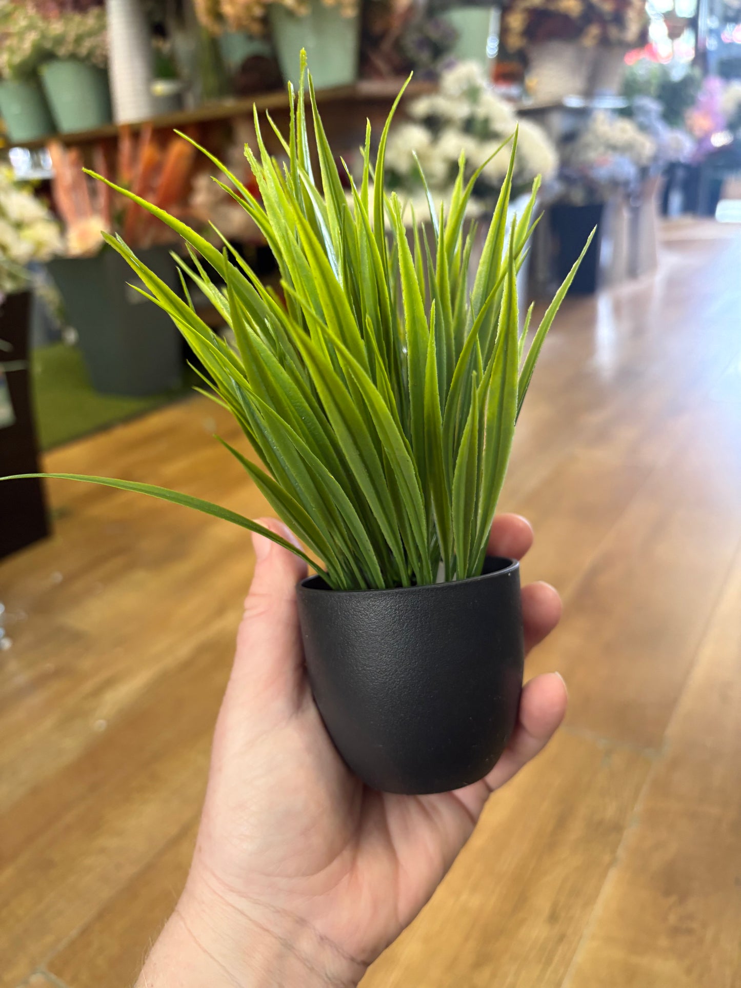 Small potted grass