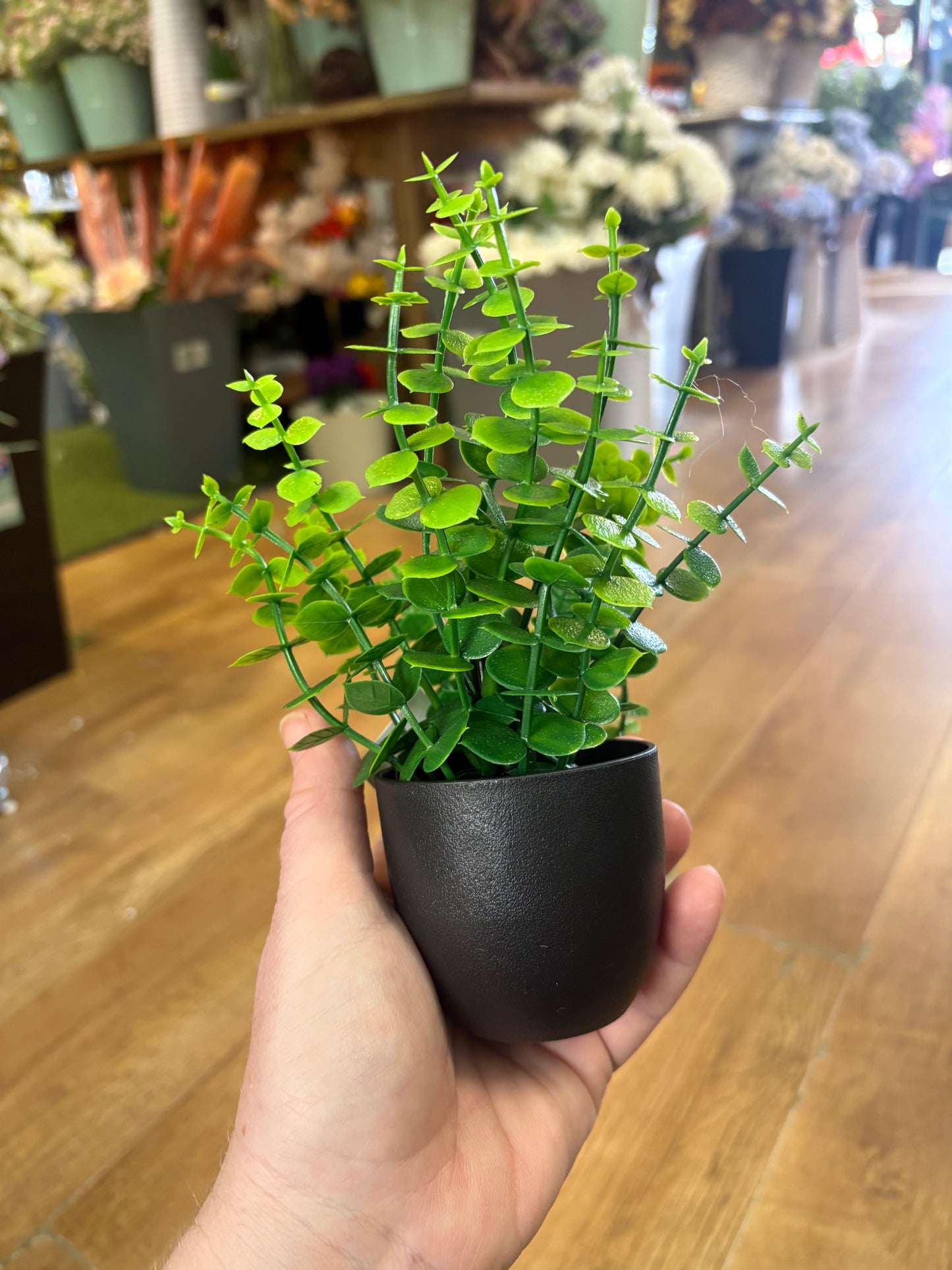 Small potted eucalyptus