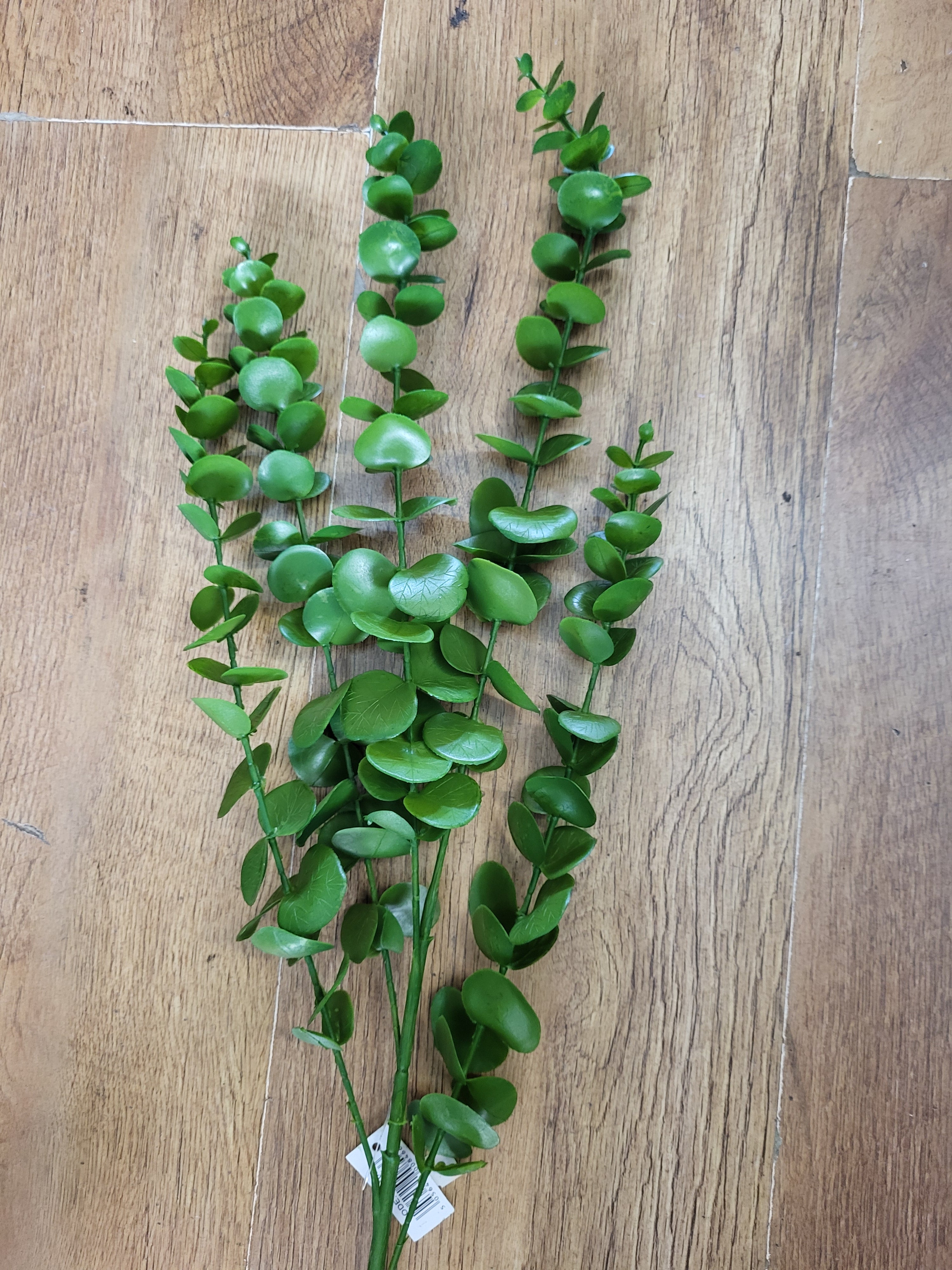 Long stem green eucalyptus  image 2