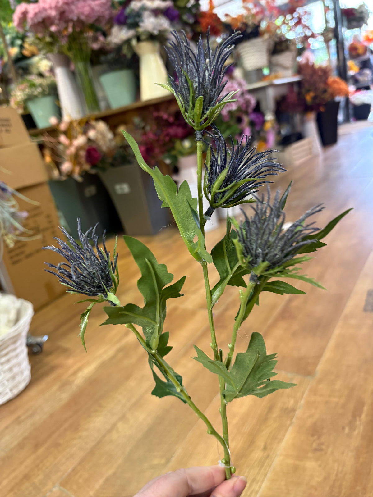 Long stem blue jagged thistle spray