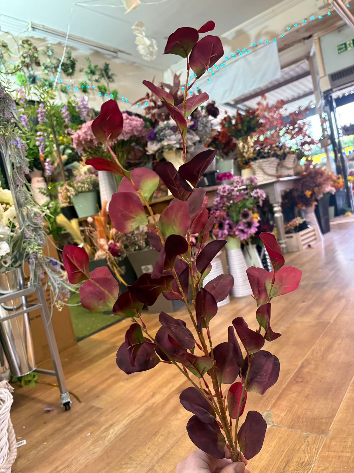 90cm tall burgundy and green silver dollar eucalyptus spray