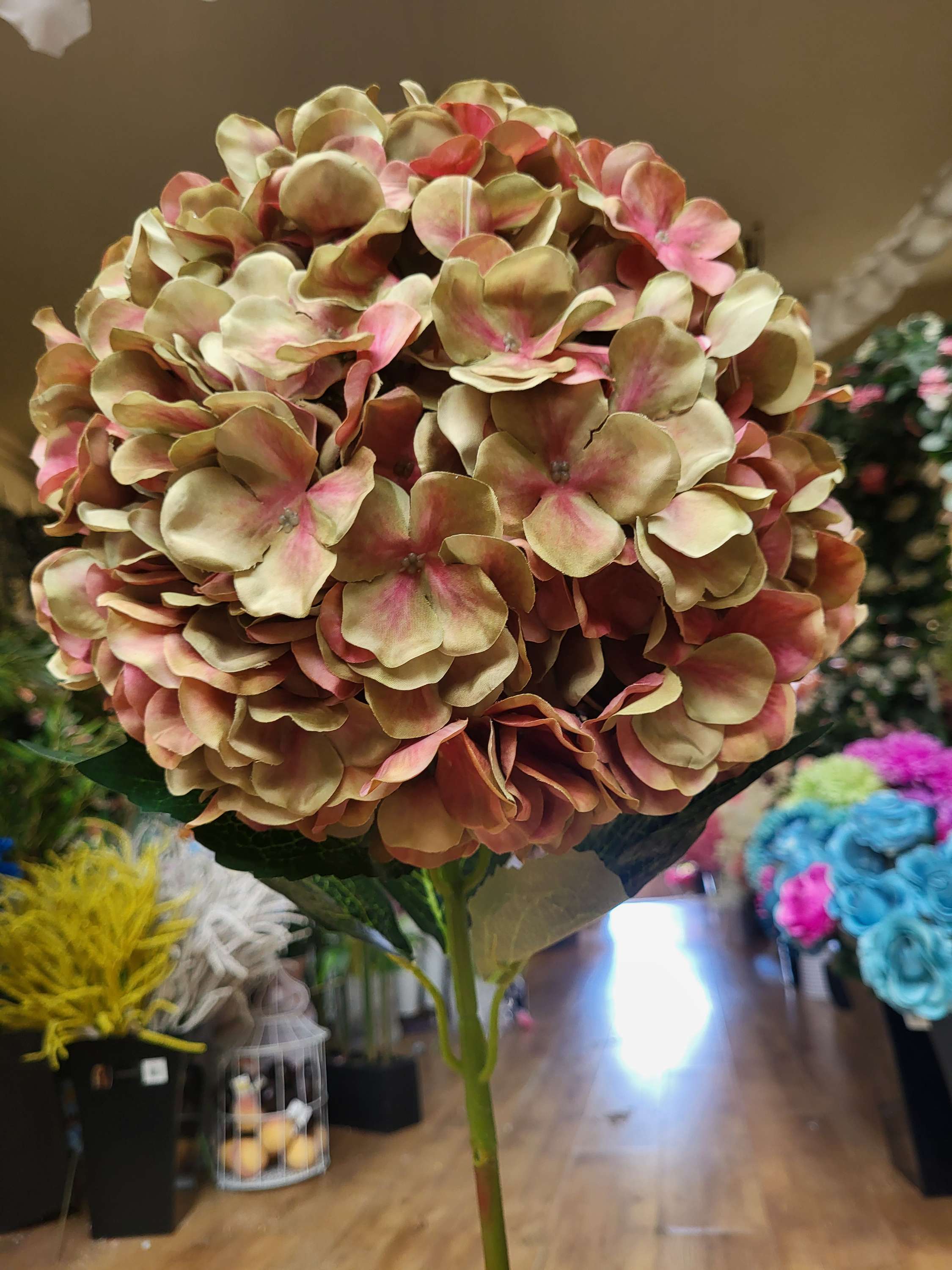 Giant head green/pink  premium hydrangea  image 0