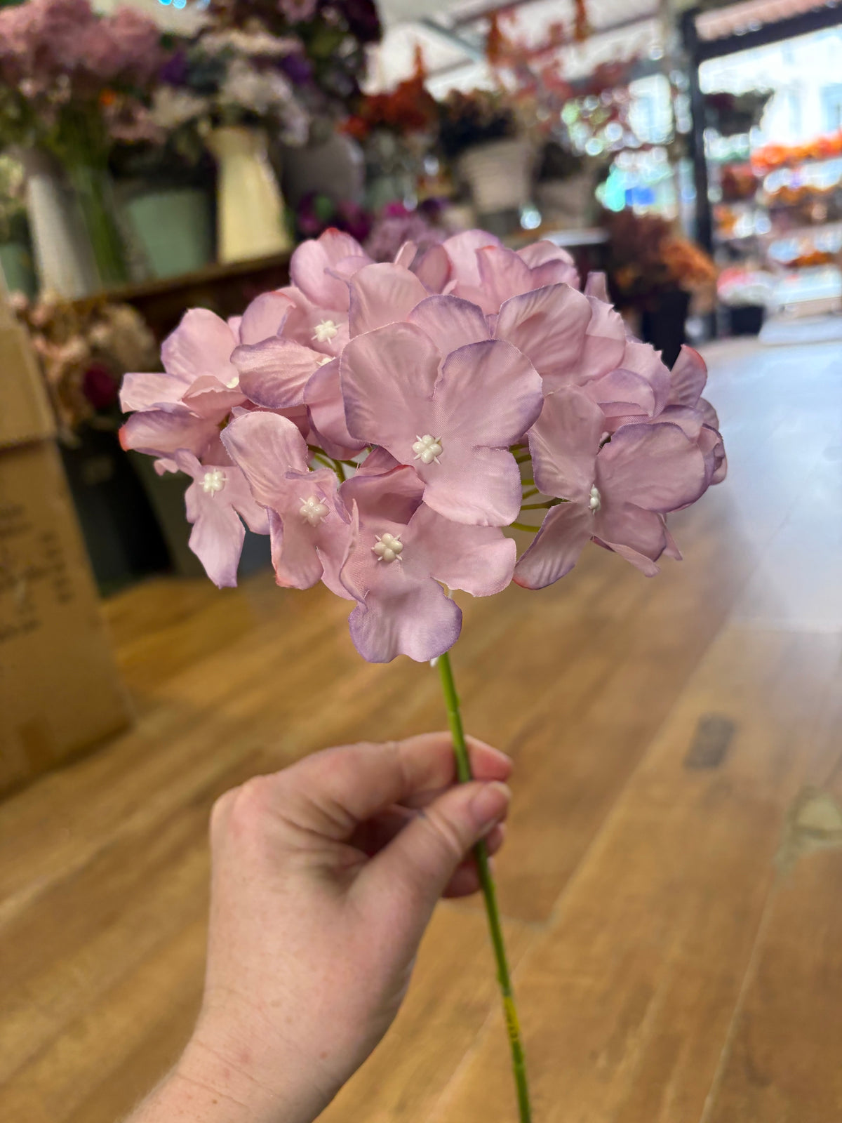 Long stem mauve hydrangea