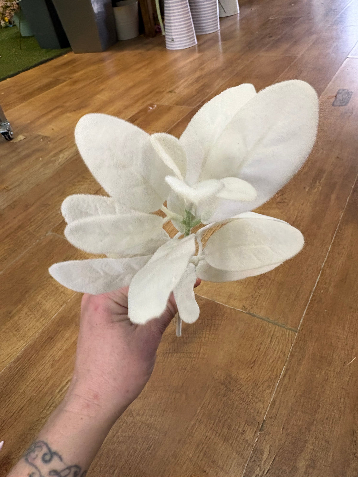 Cream lambs ear pick