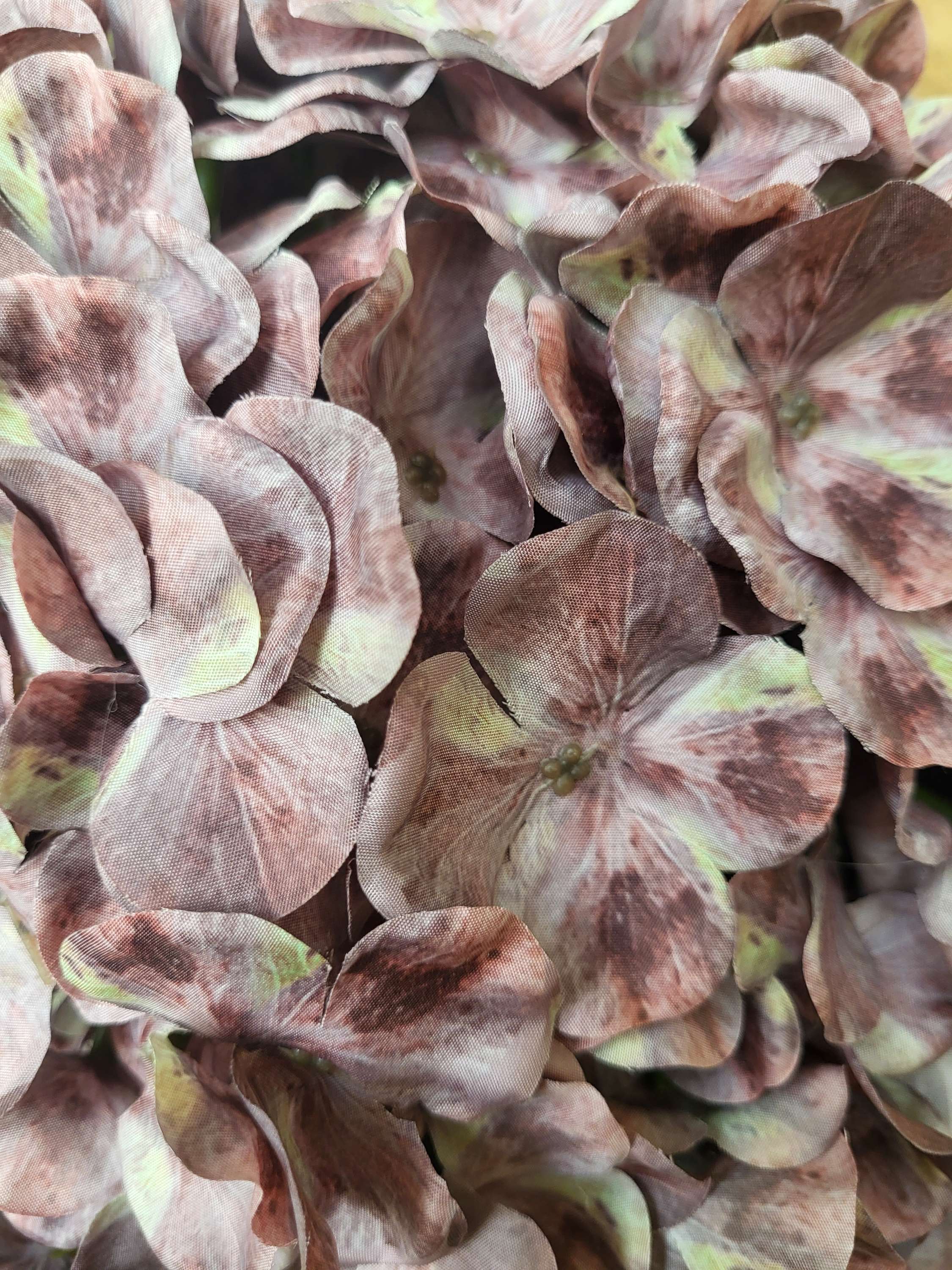 Giant head autumnal brown/green tint premium hydrangea  image 3