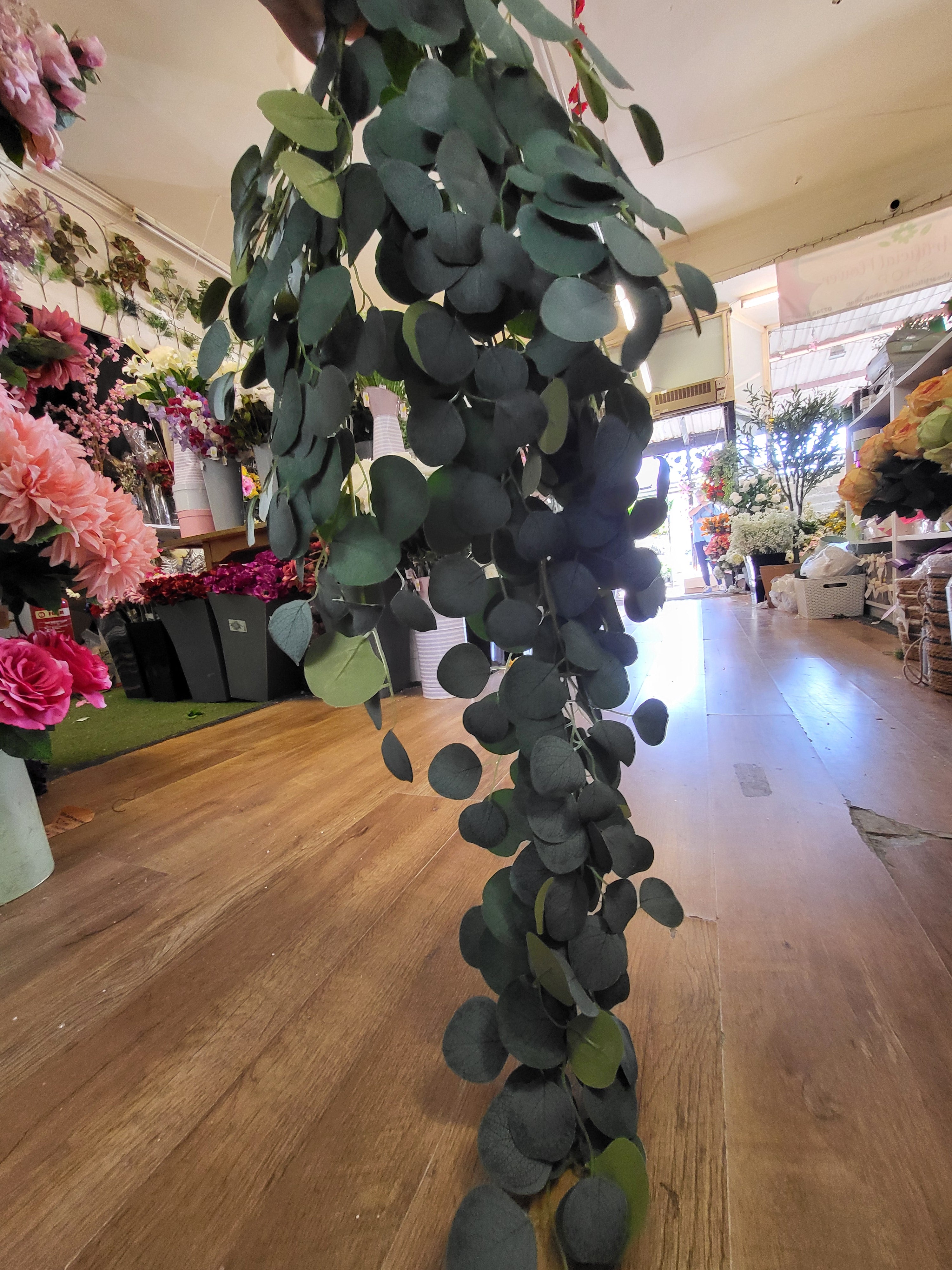 Huge hanging/trailing silver dollar eucalyptus  image 2