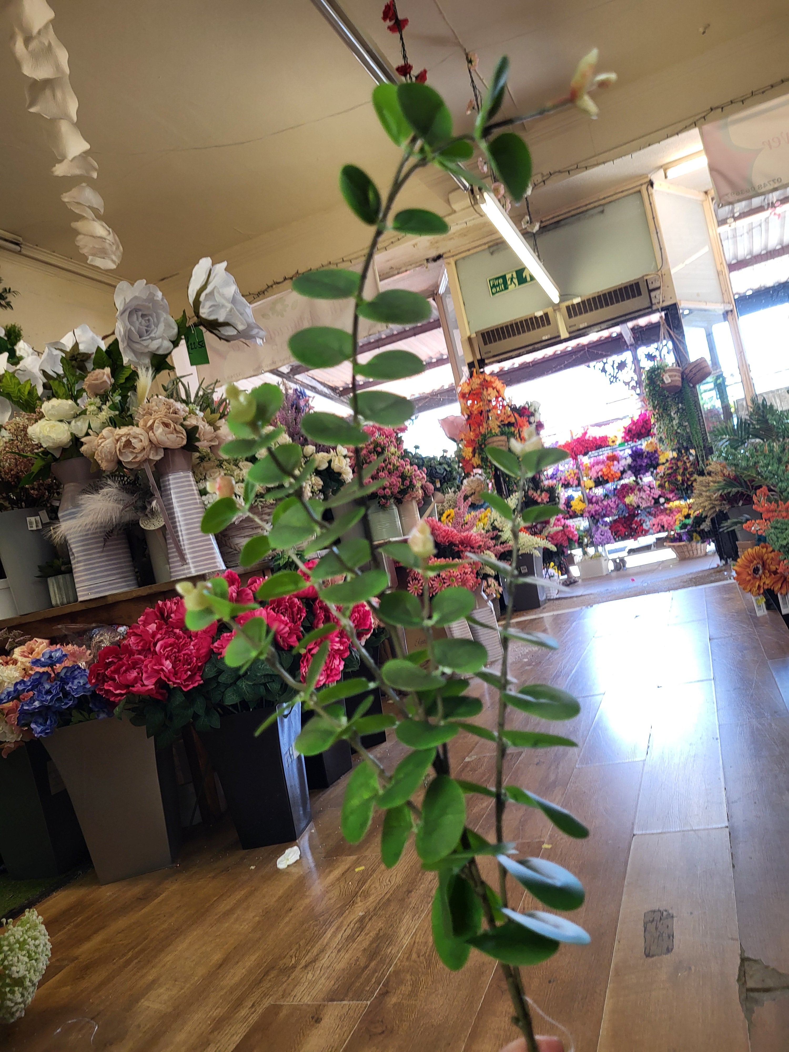 Long stem eucalyptus spray  image 3