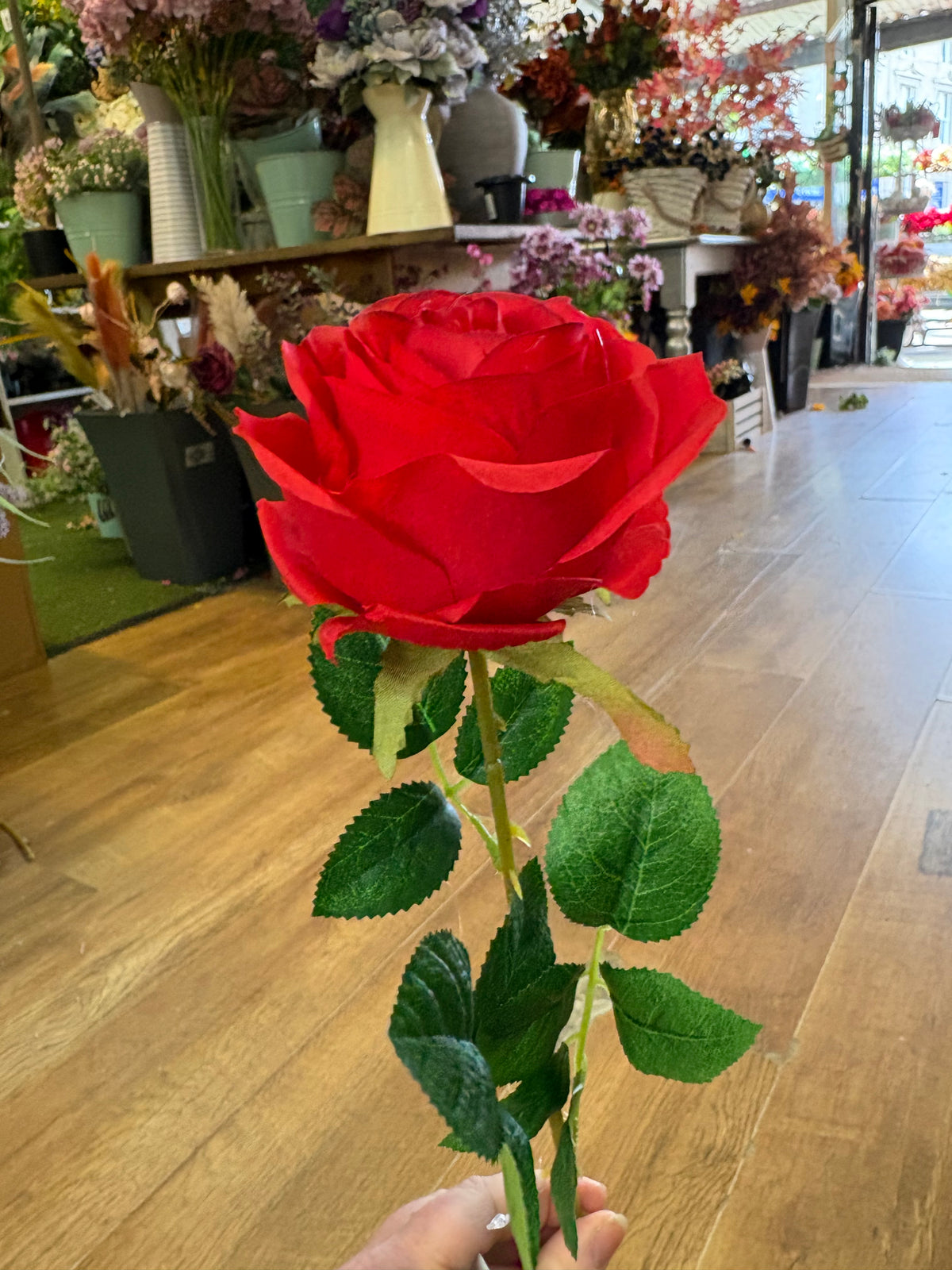 Single red harper rose