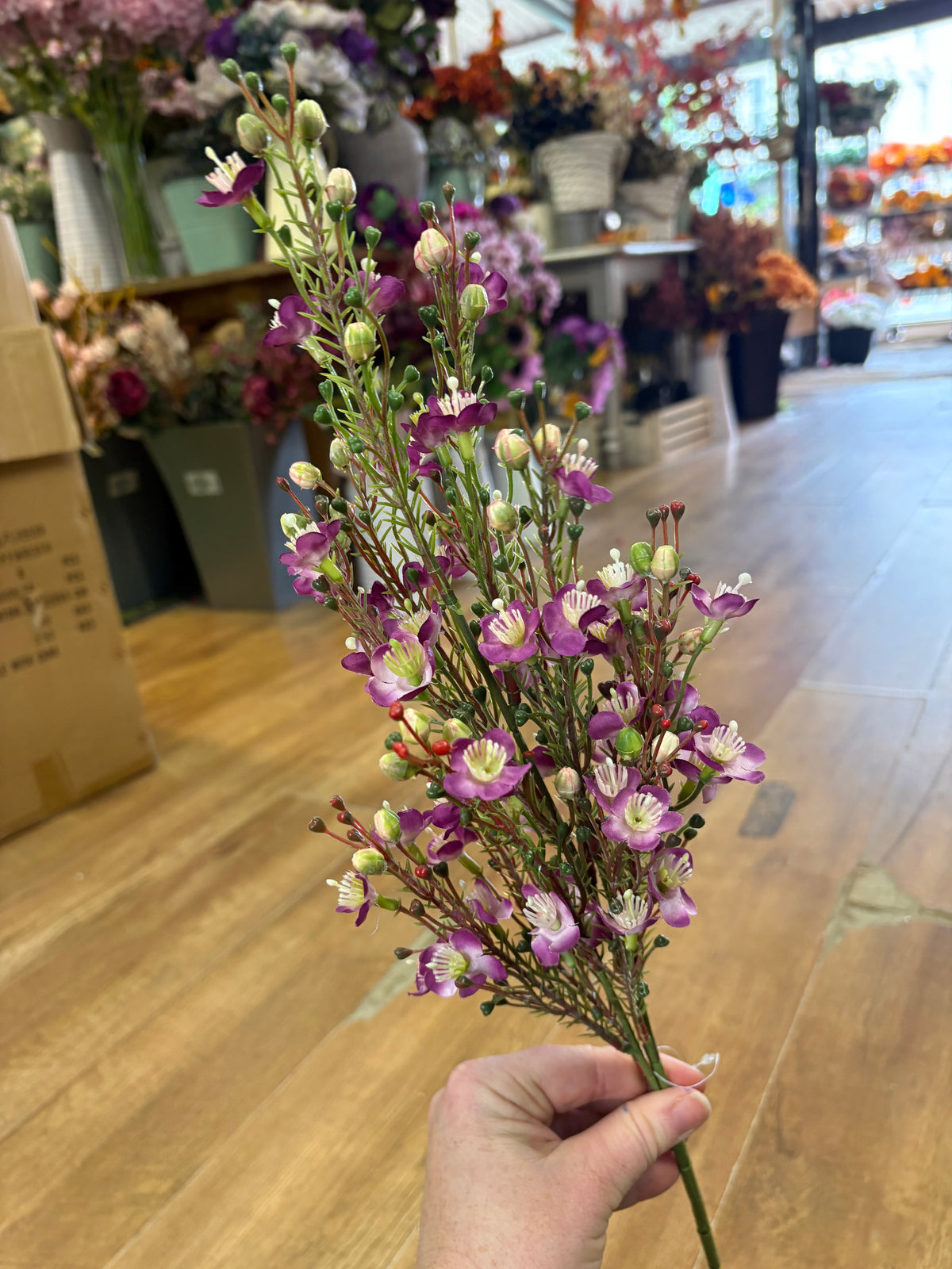 Purple wax flower Chamelaucium spray