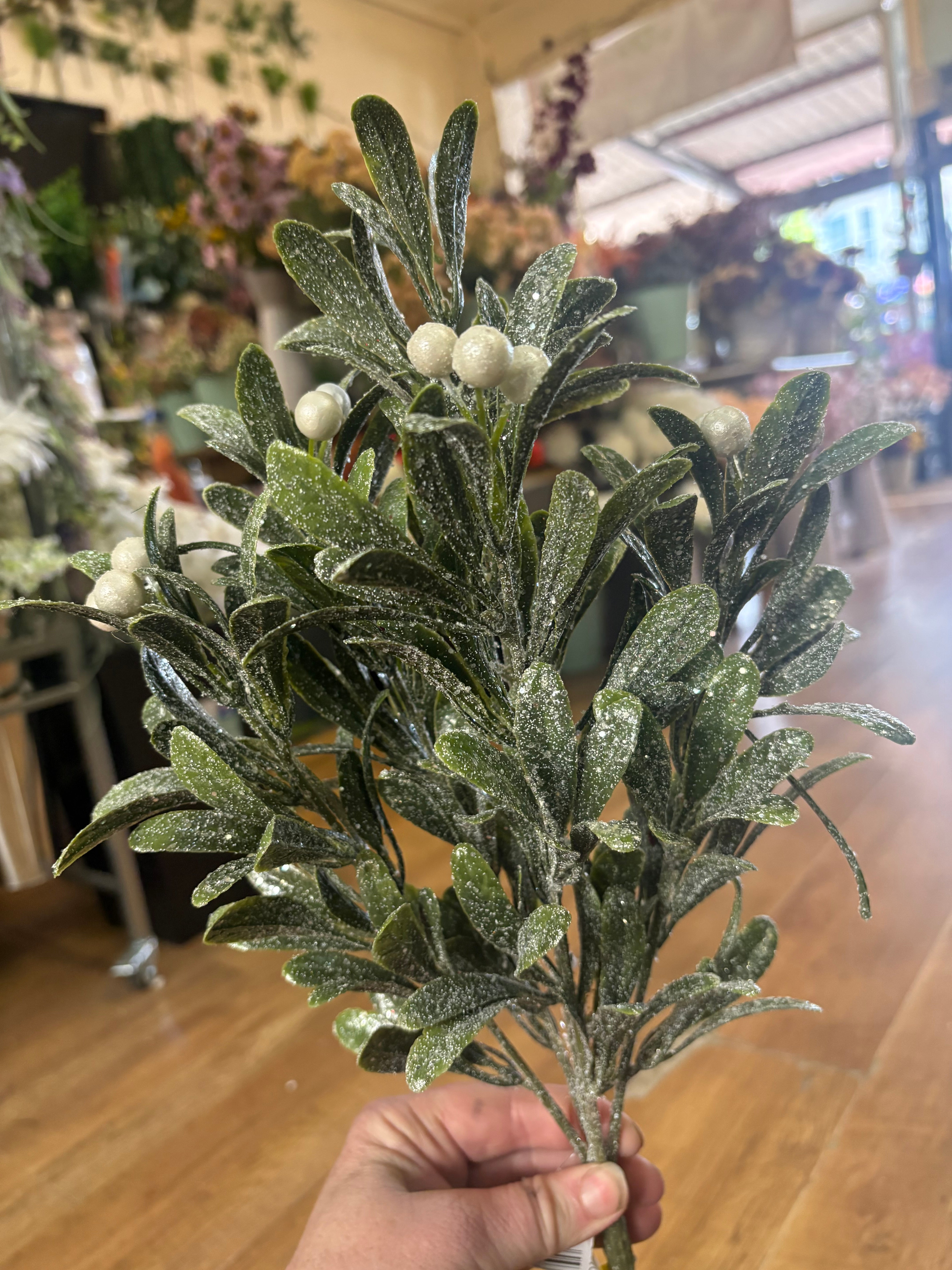 Large bunch of frosted pearly mistletoe