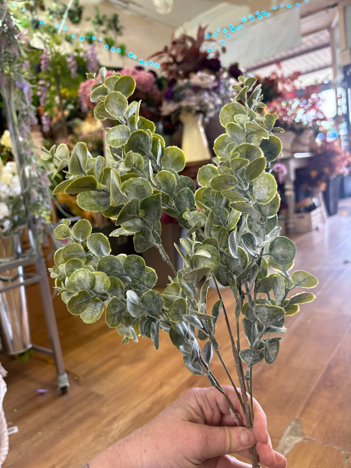 Long stem gumdrop eucalyptus