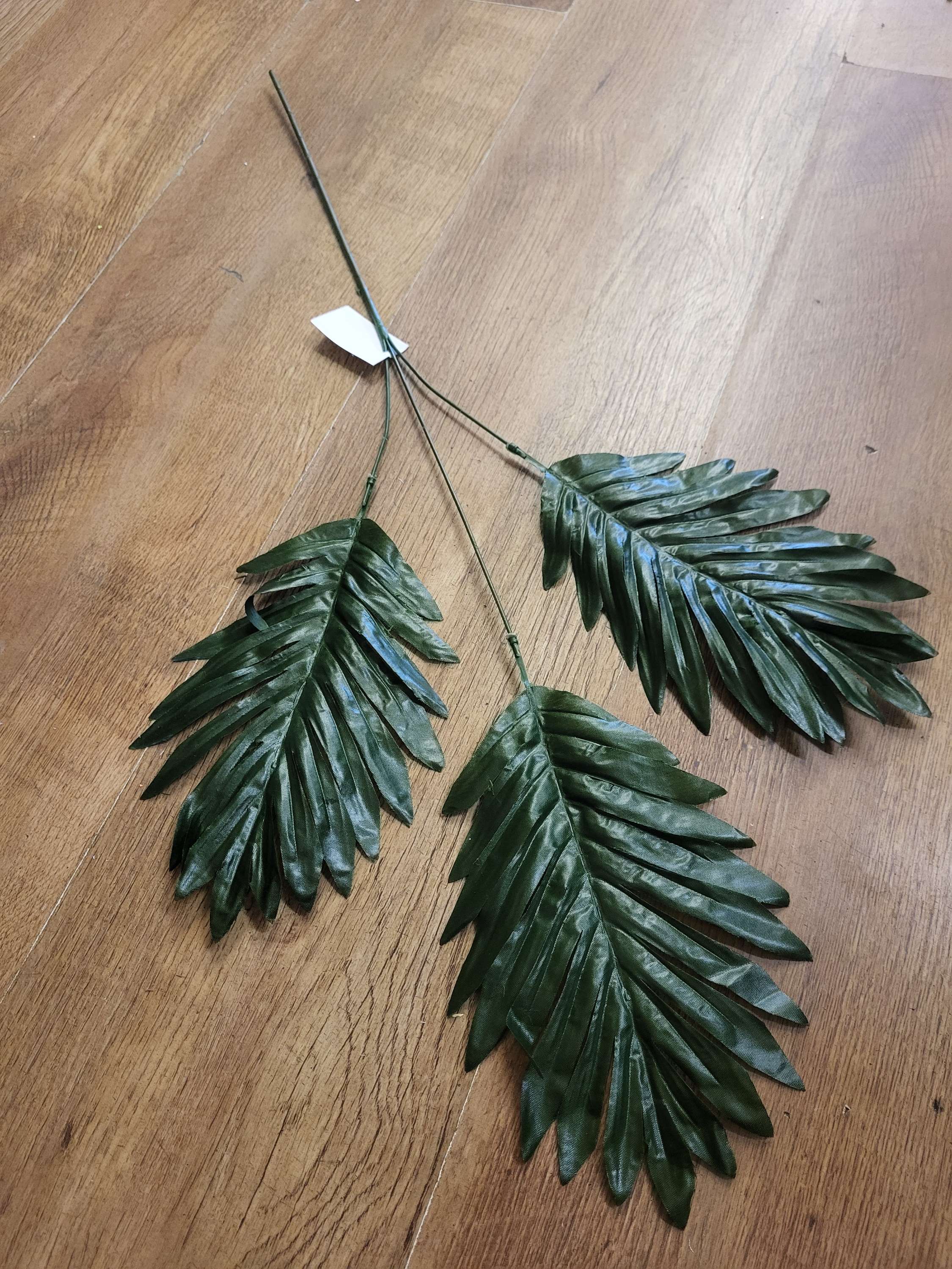 Long stem cycas leaf  image 5