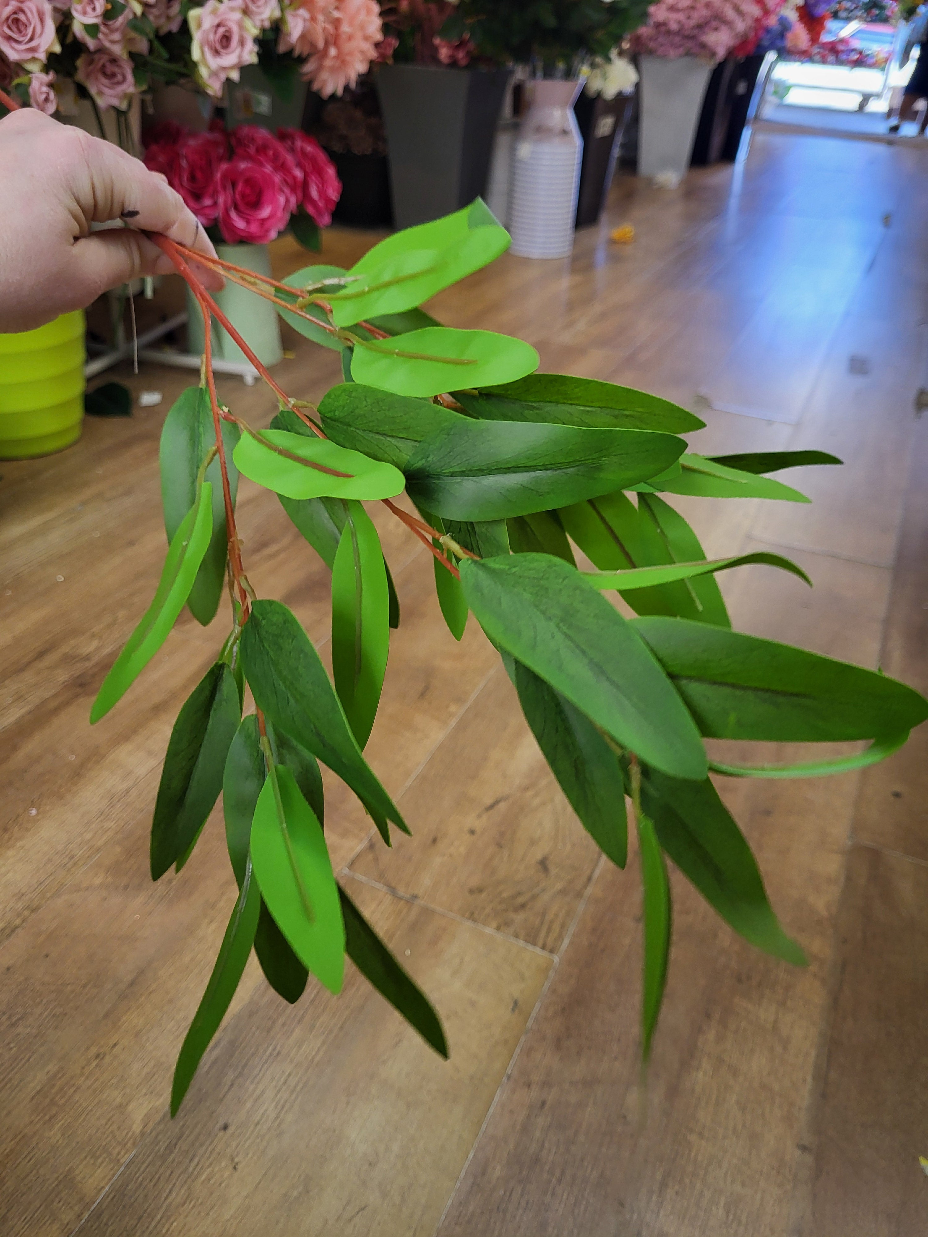 Long stem bamboo image 0