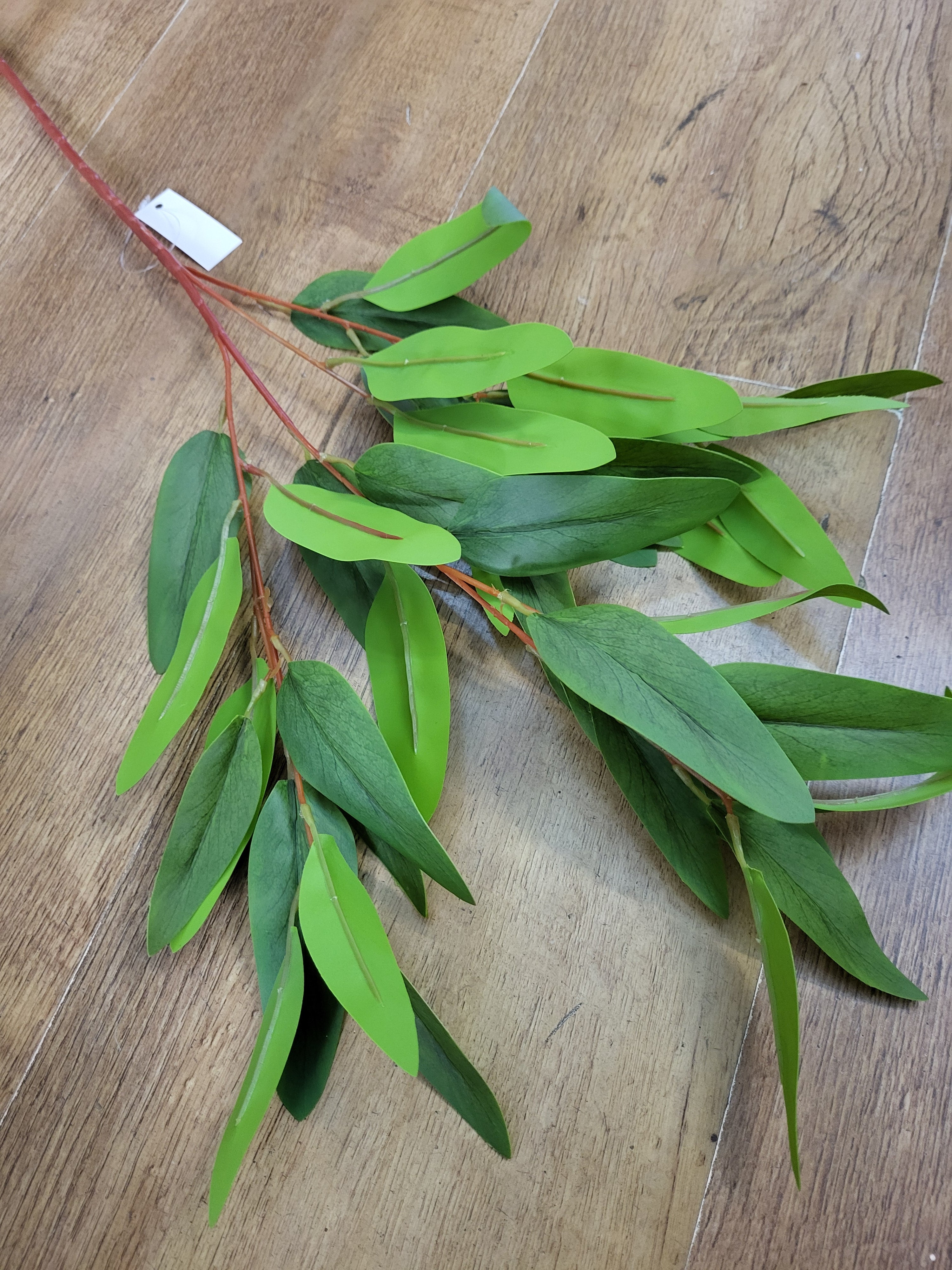 Long stem bamboo image 1