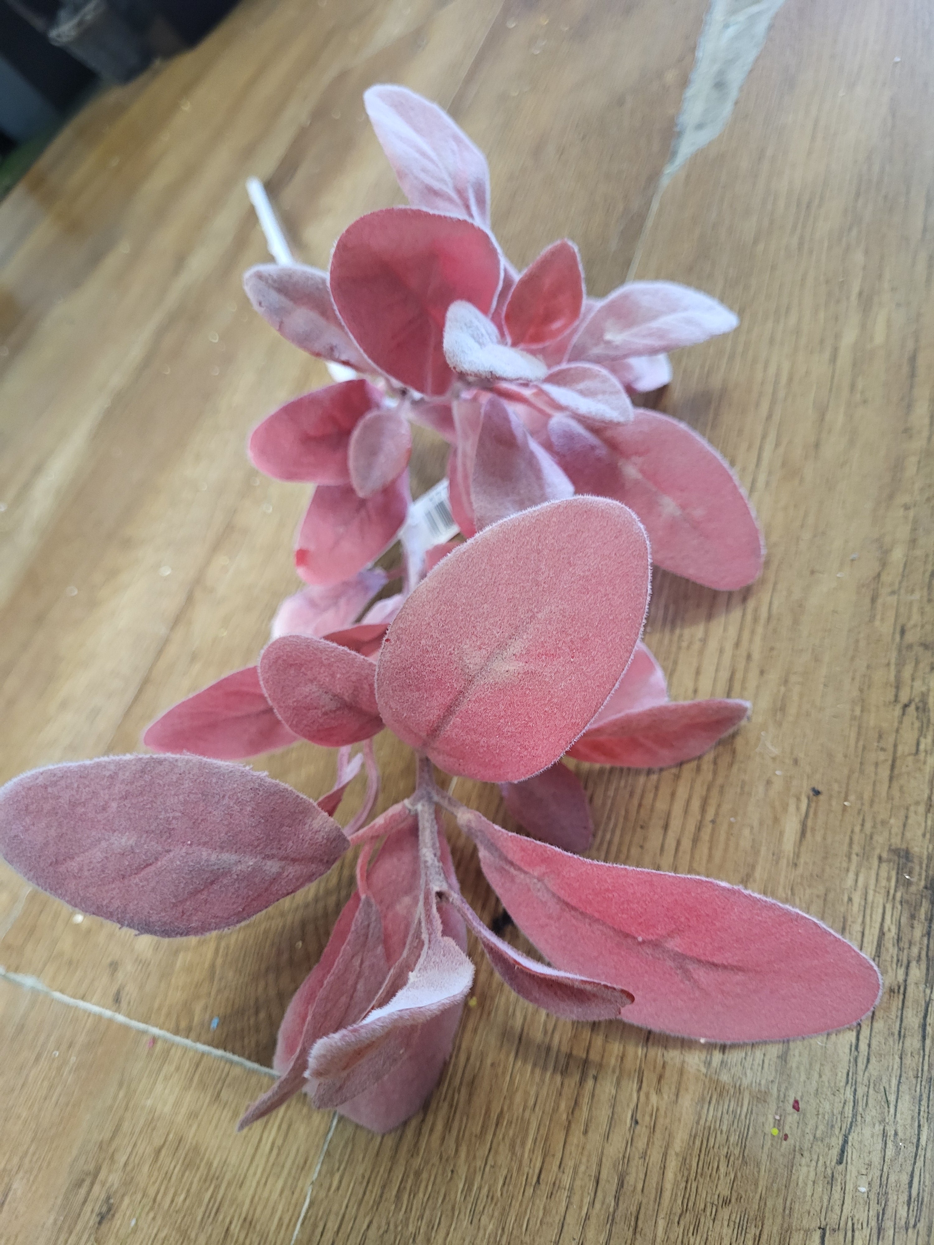 Long stem red lambs ear image 2