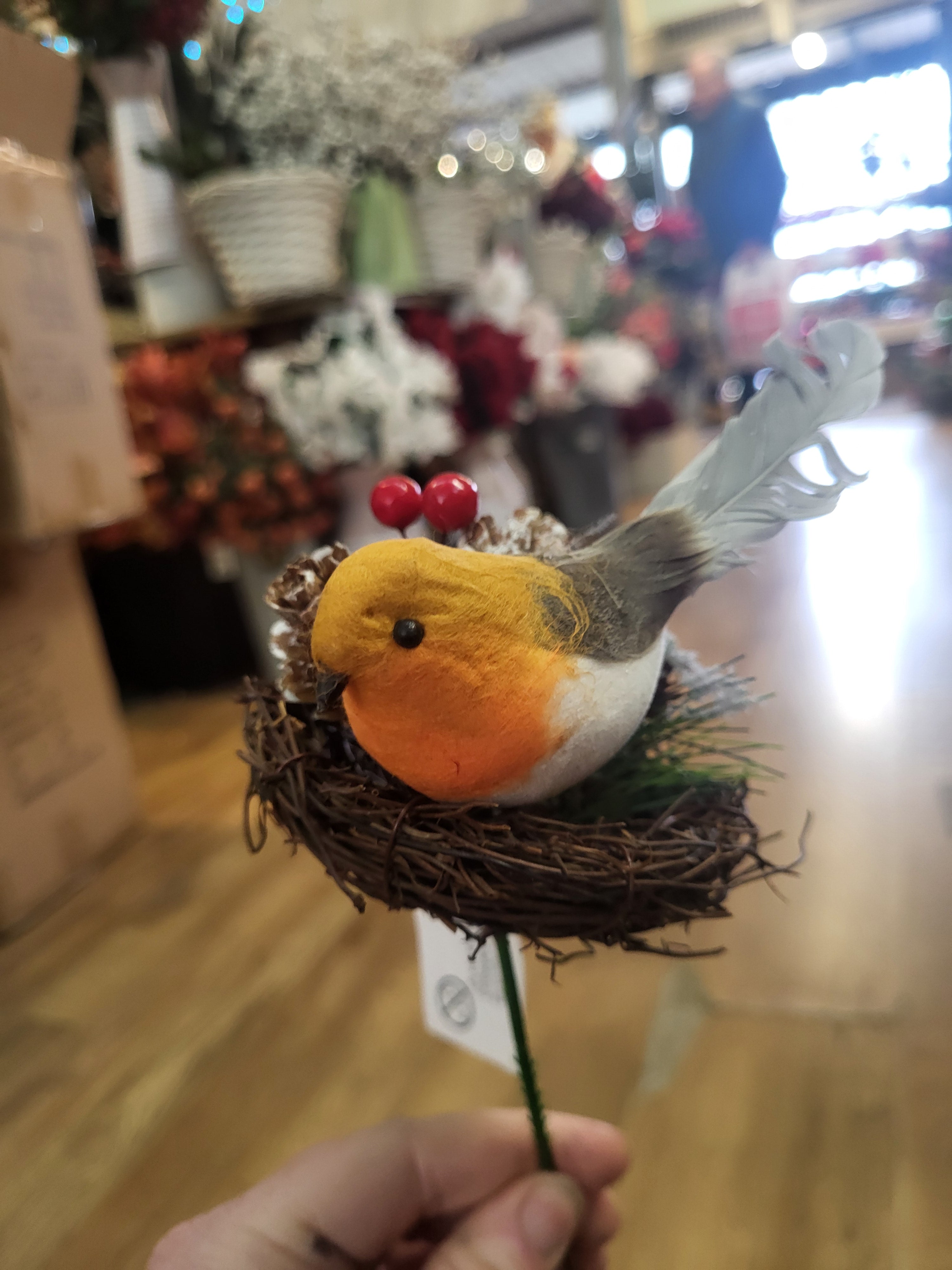 Robin in a nest pick image 4