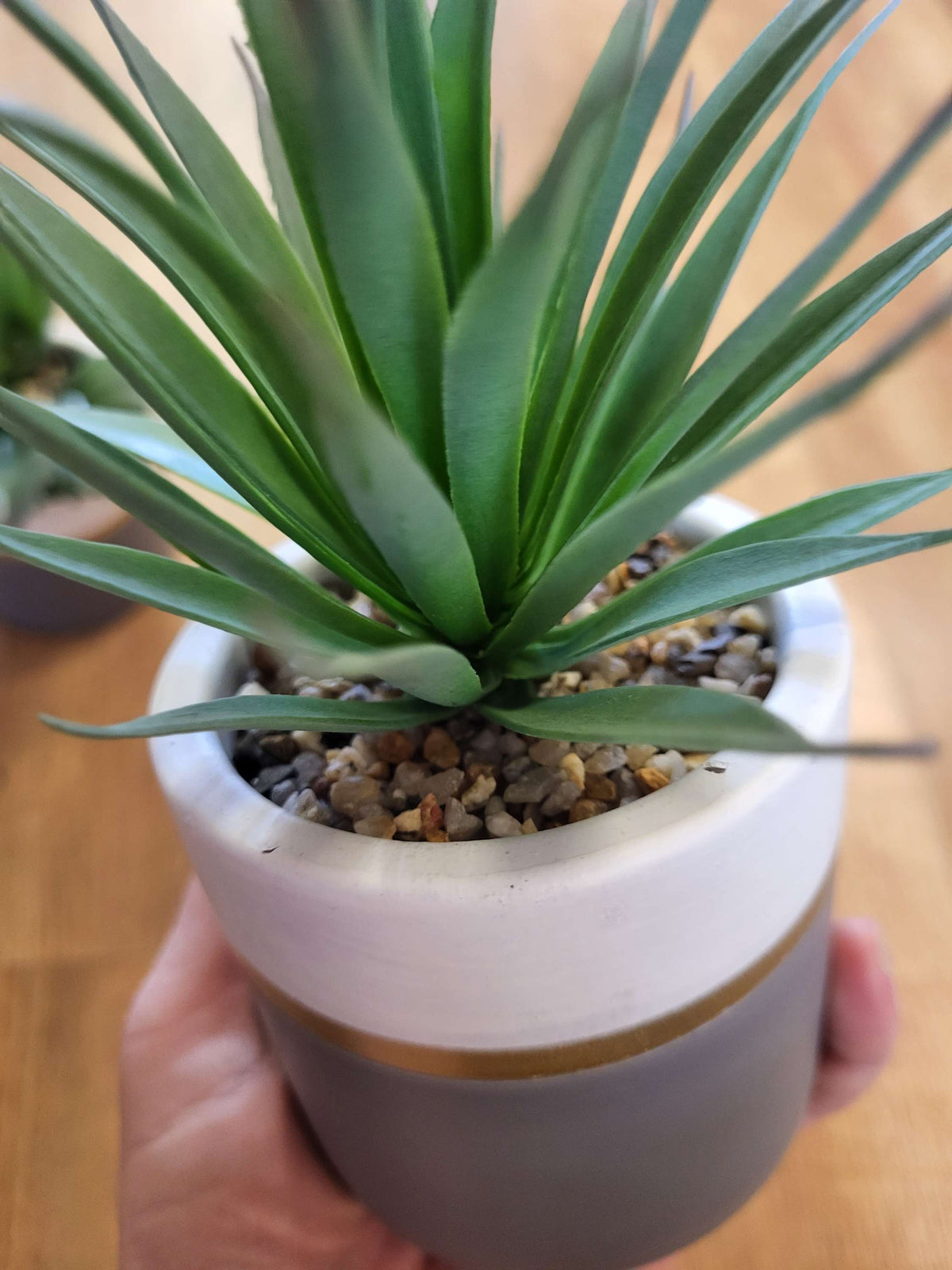 Succulent in a ceramic pot - 2 styles image 7