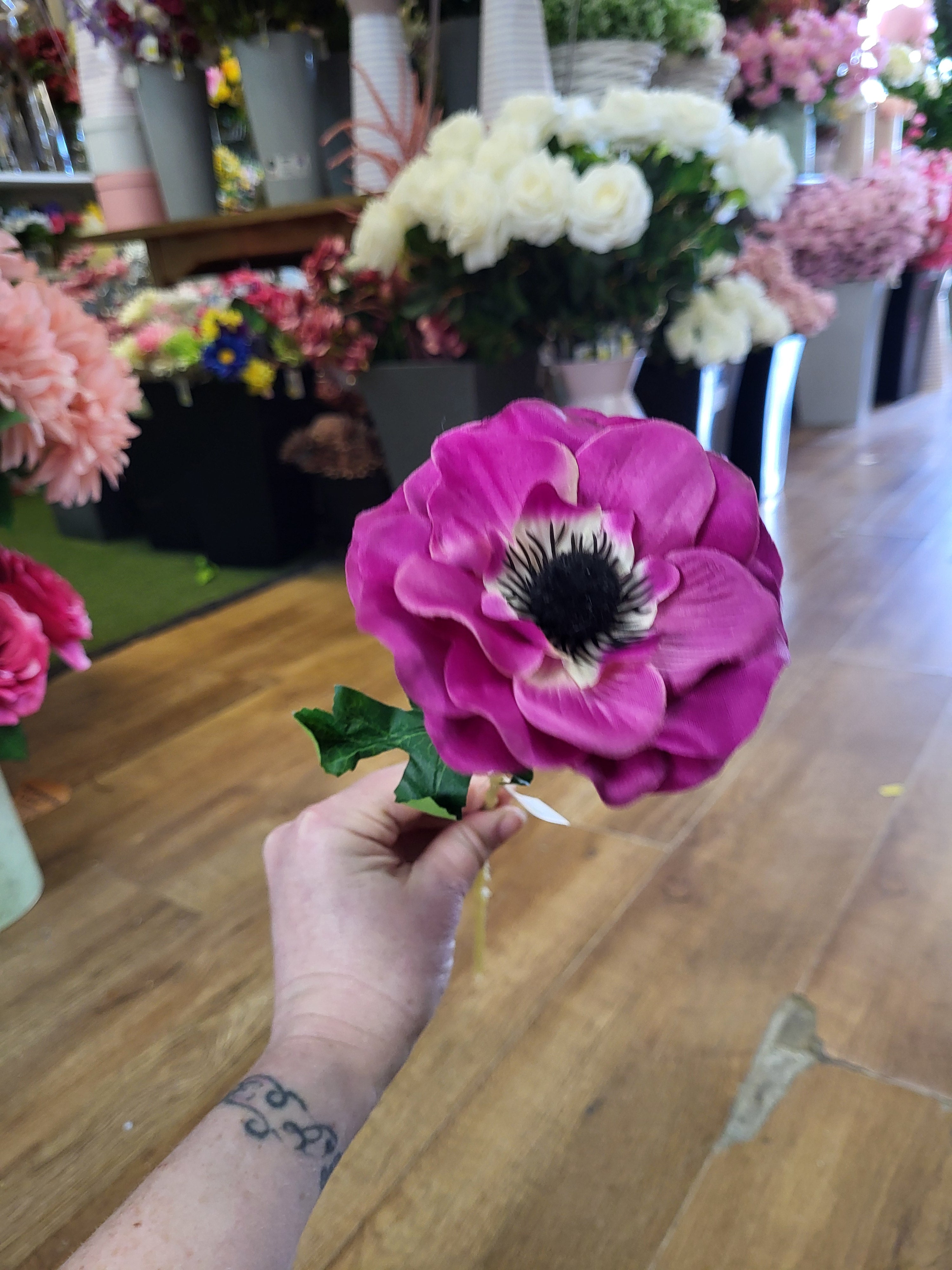 Single cerise anemone  image 3