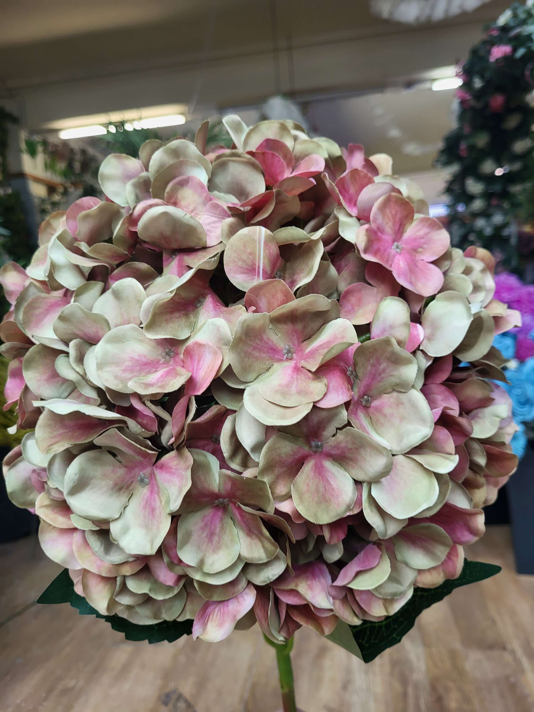 Giant head green/pink  premium hydrangea  image 2