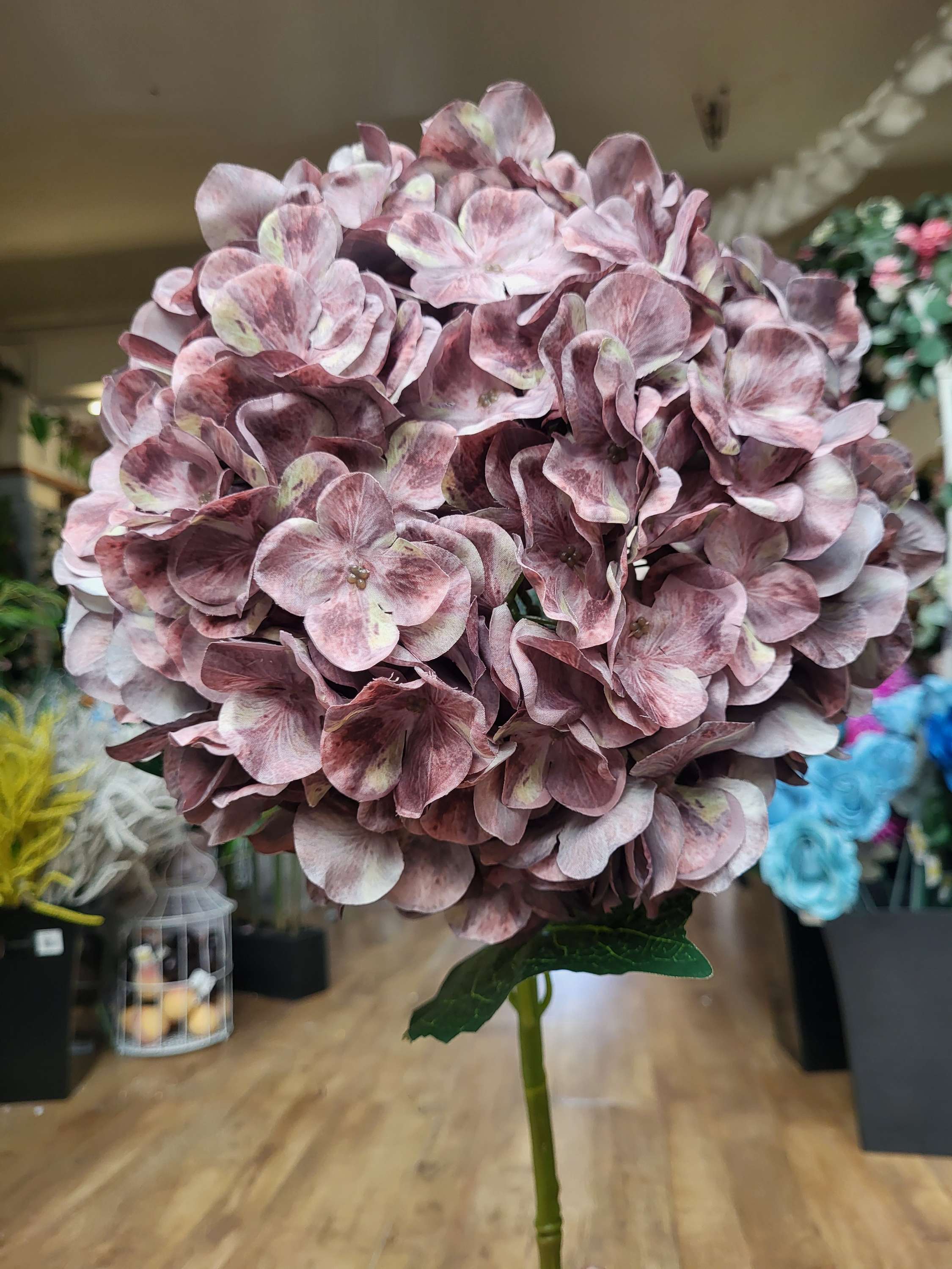 Giant head autumnal brown/green tint premium hydrangea  image 0