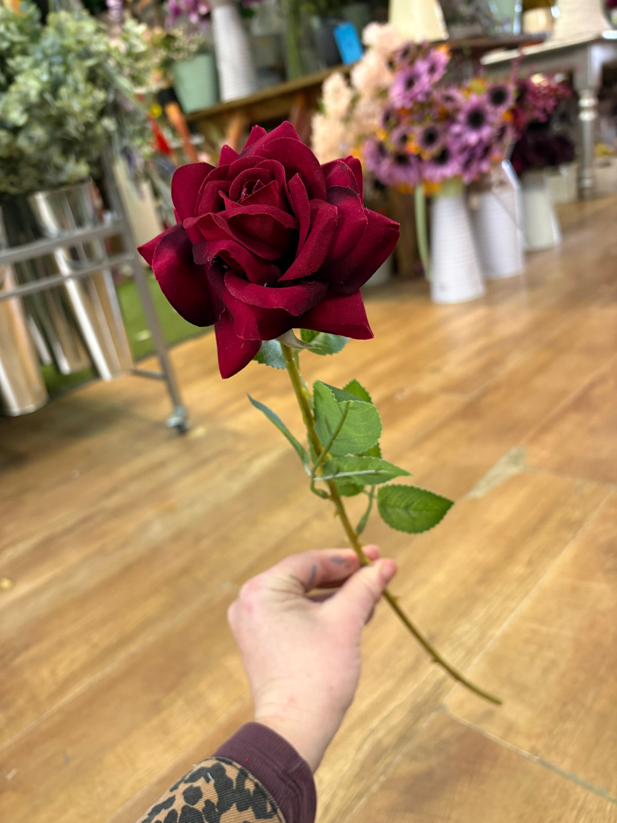 Dark red single velvet rose
