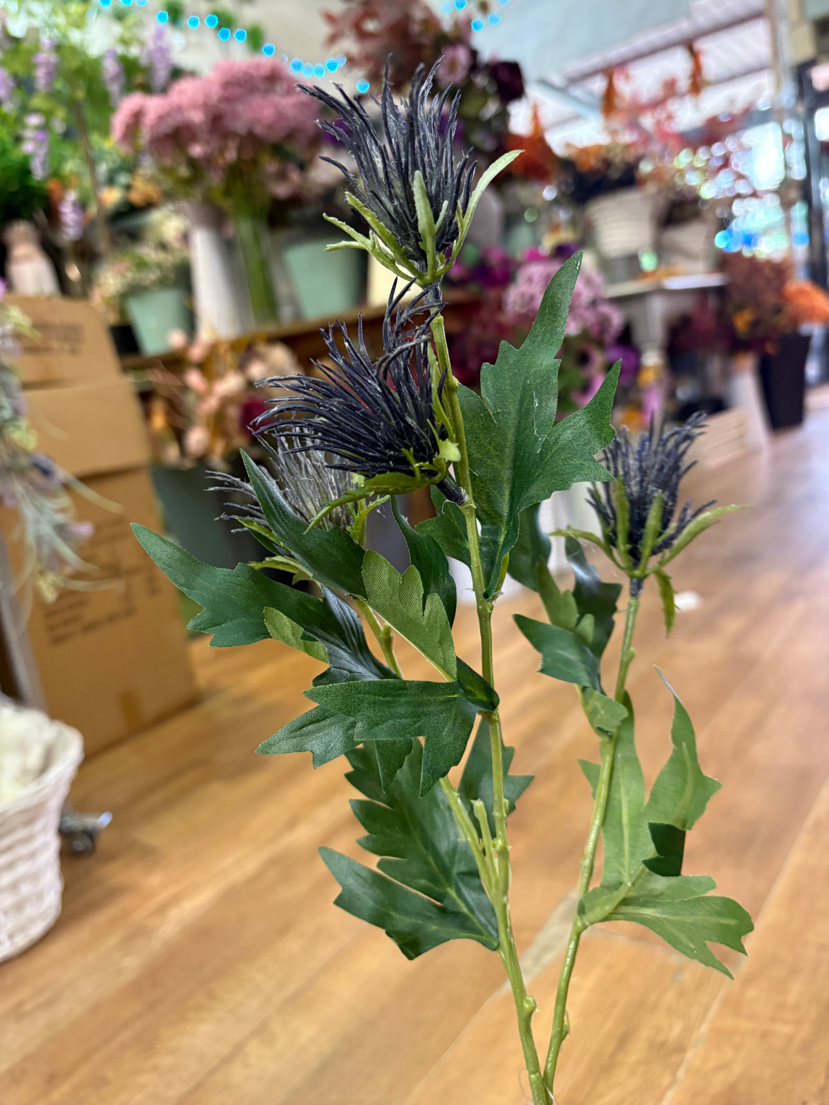 Long stem blue jagged thistle spray