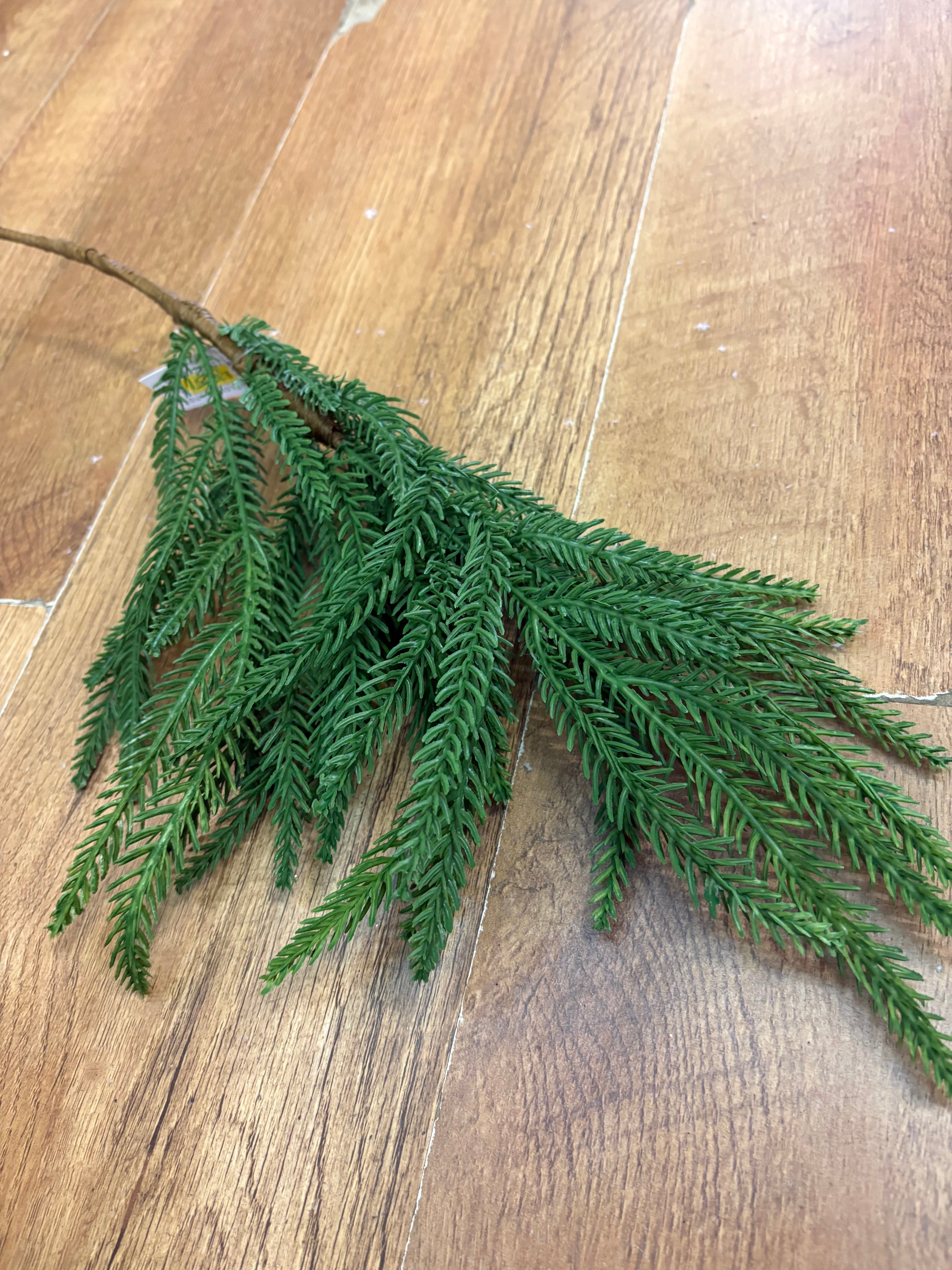 Trailing fir stem