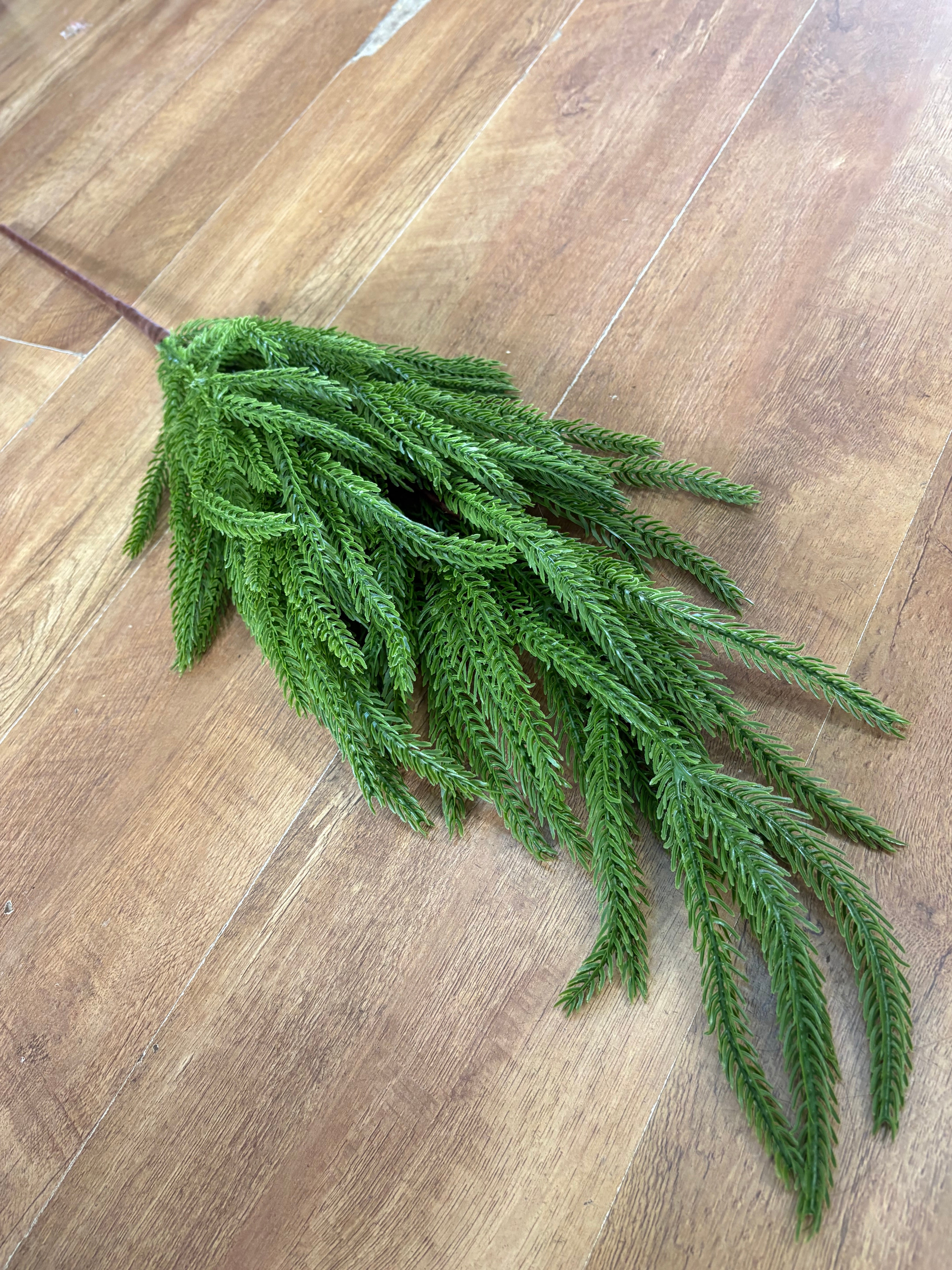 Large weeping Norfolk pine spray