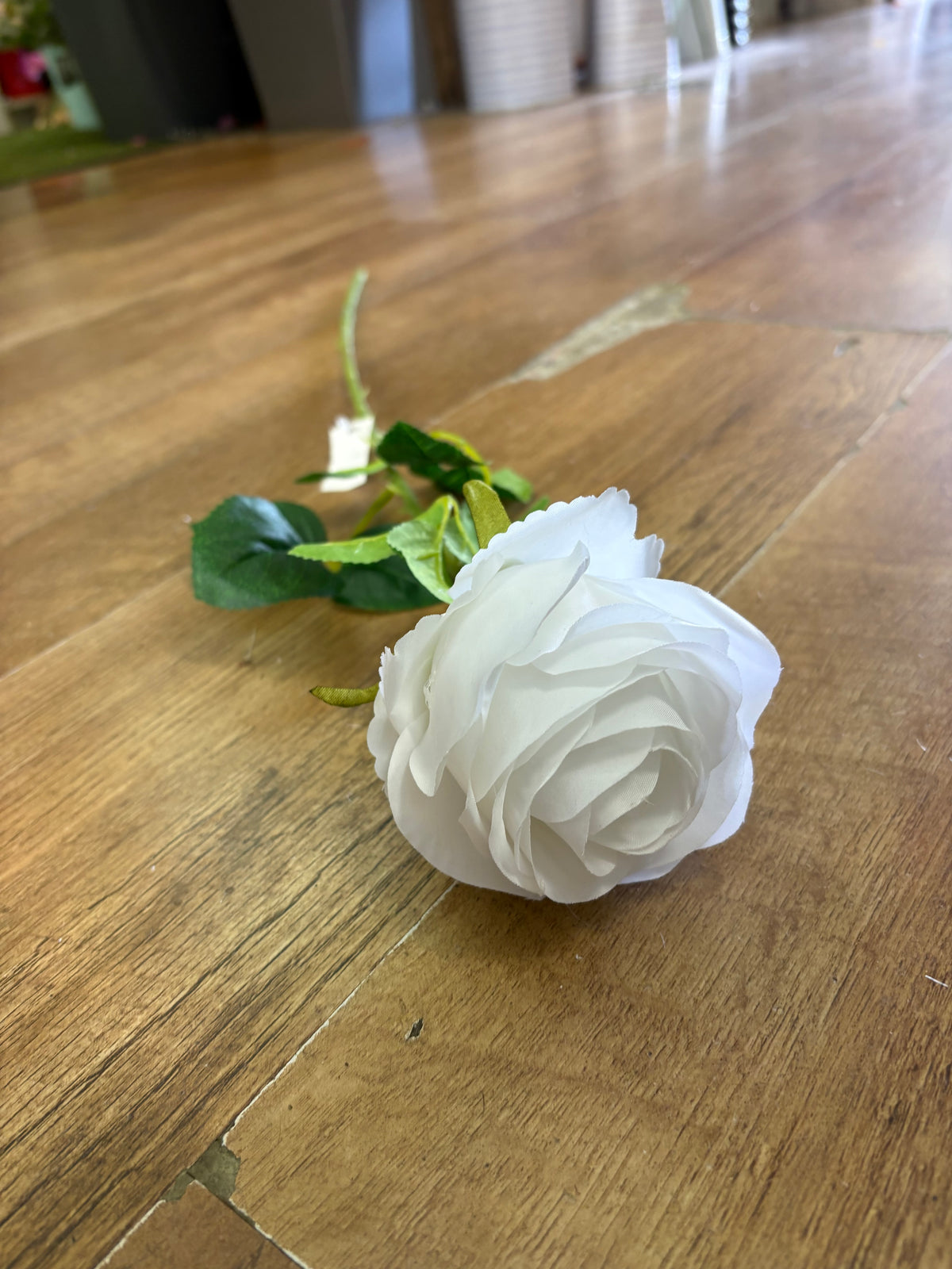 Single white harper rose