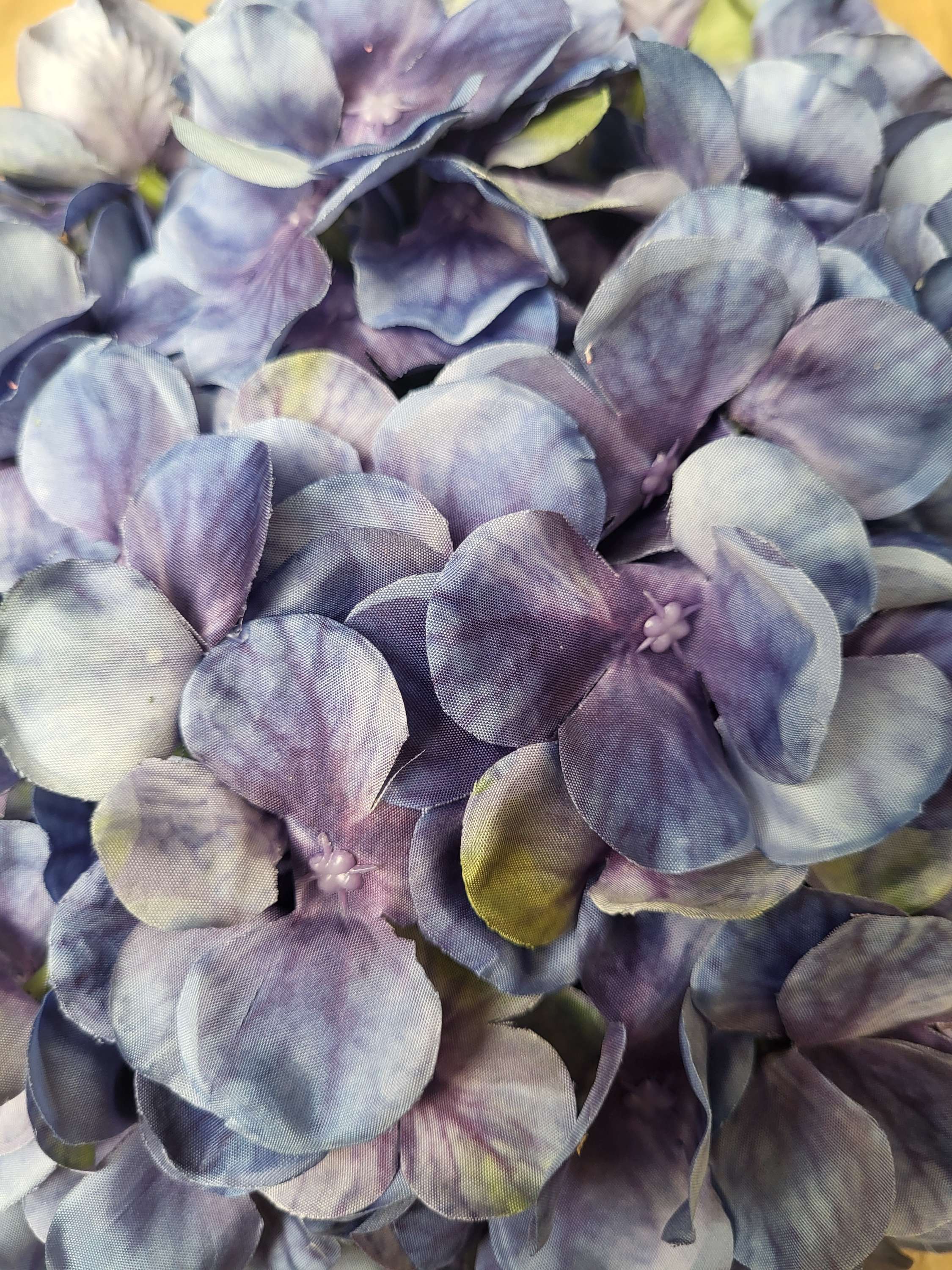 Giant head Blueberry premium hydrangea  image 3
