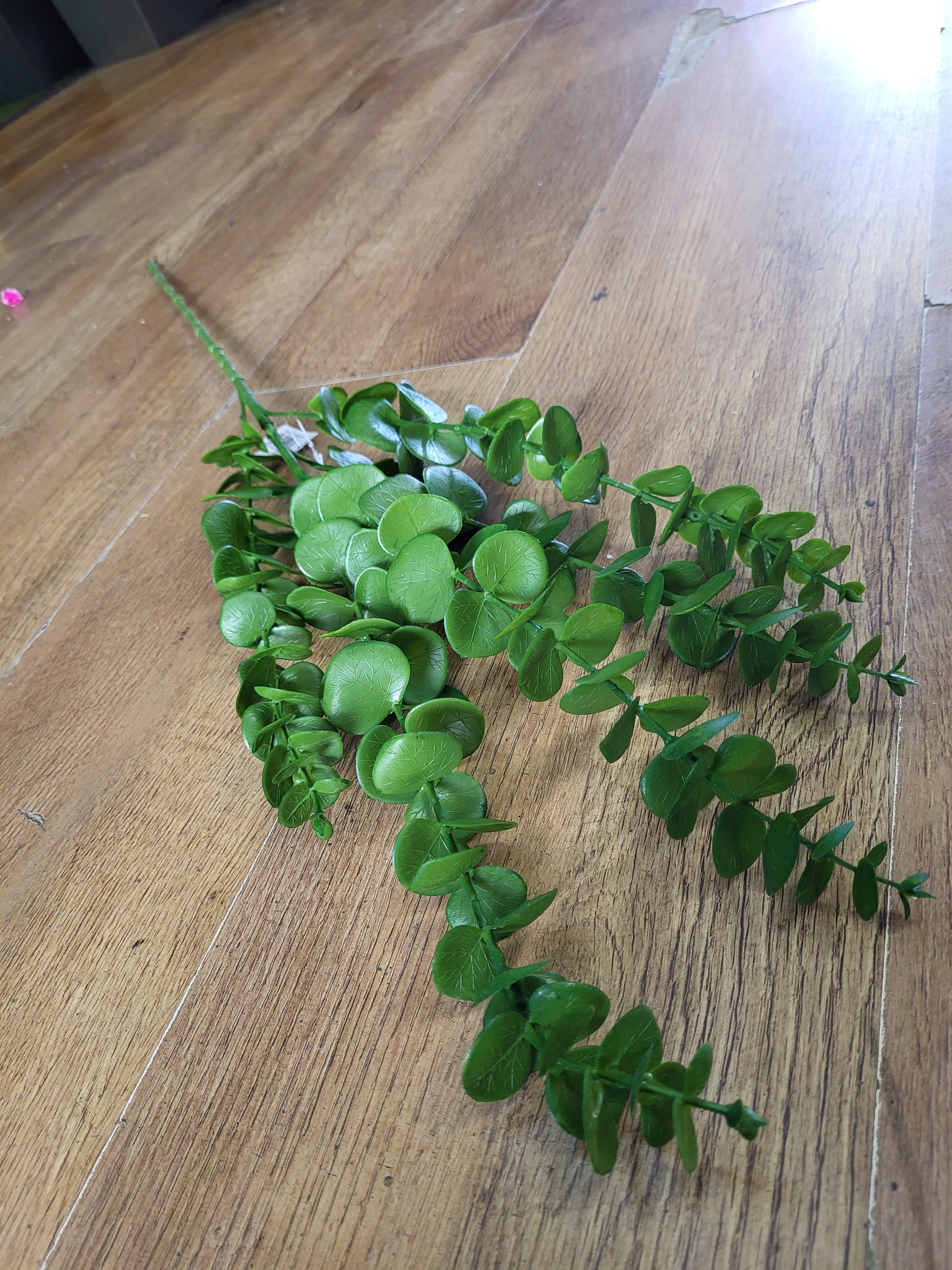 Long stem green eucalyptus  image 0