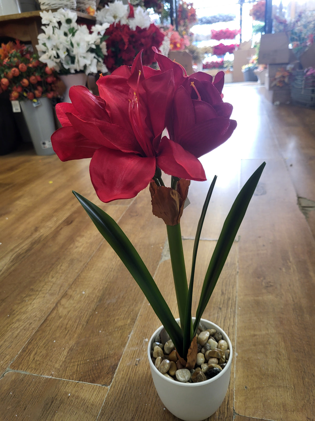 46cm potted amaryllis - 2 colours available image 7