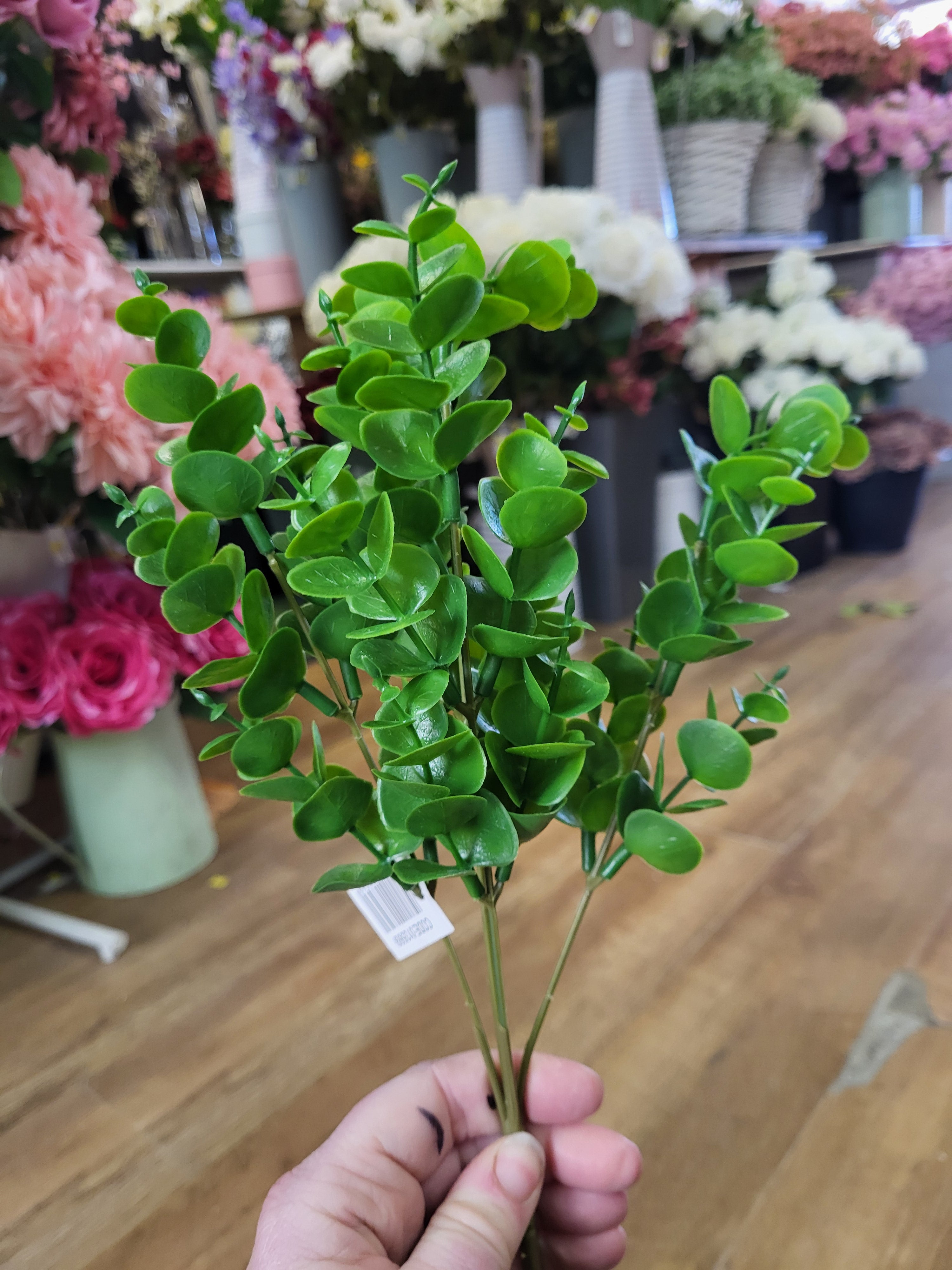 Eucalyptus bunch  image 1