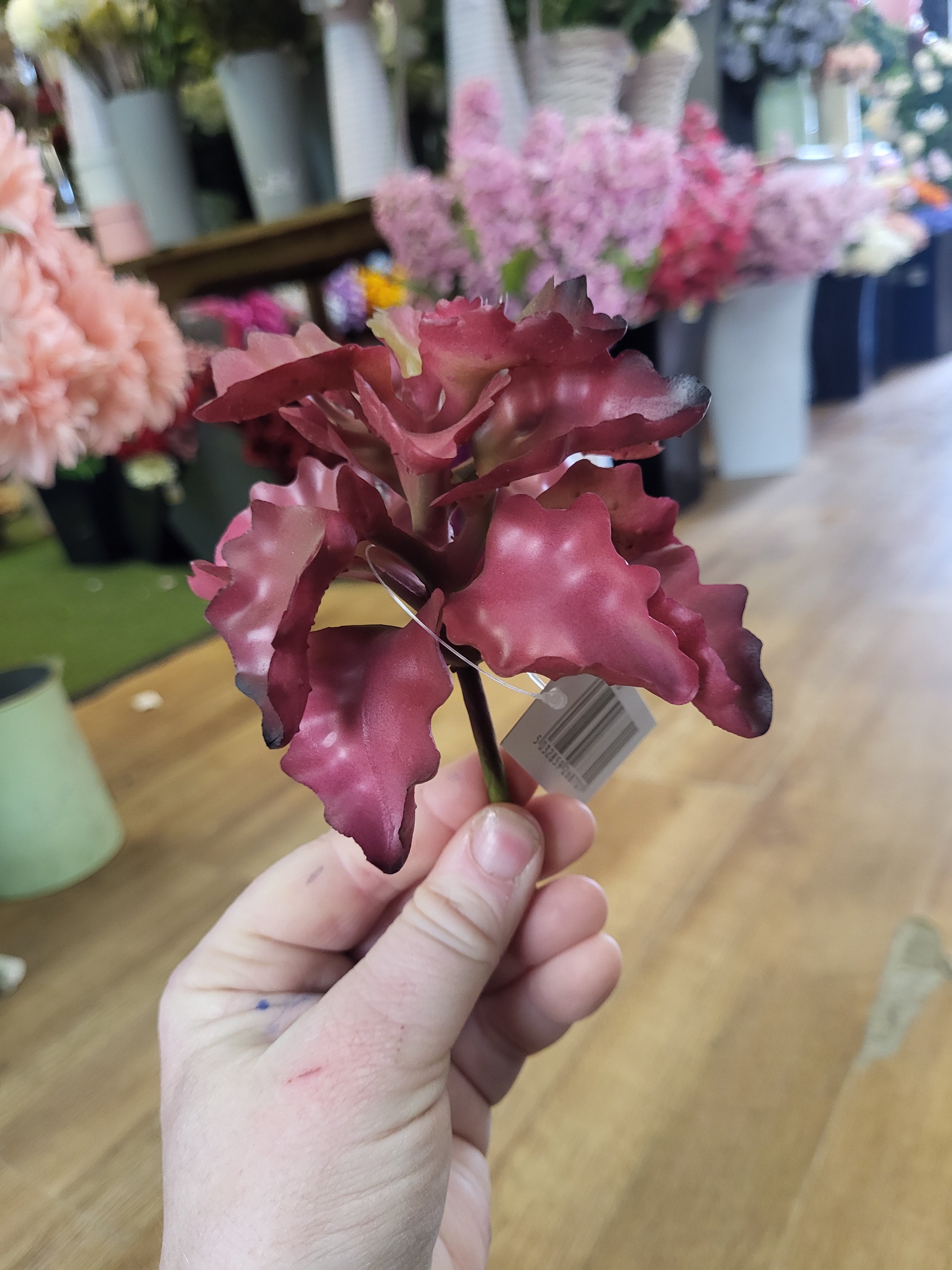Reddish seaweed succulent  image 2