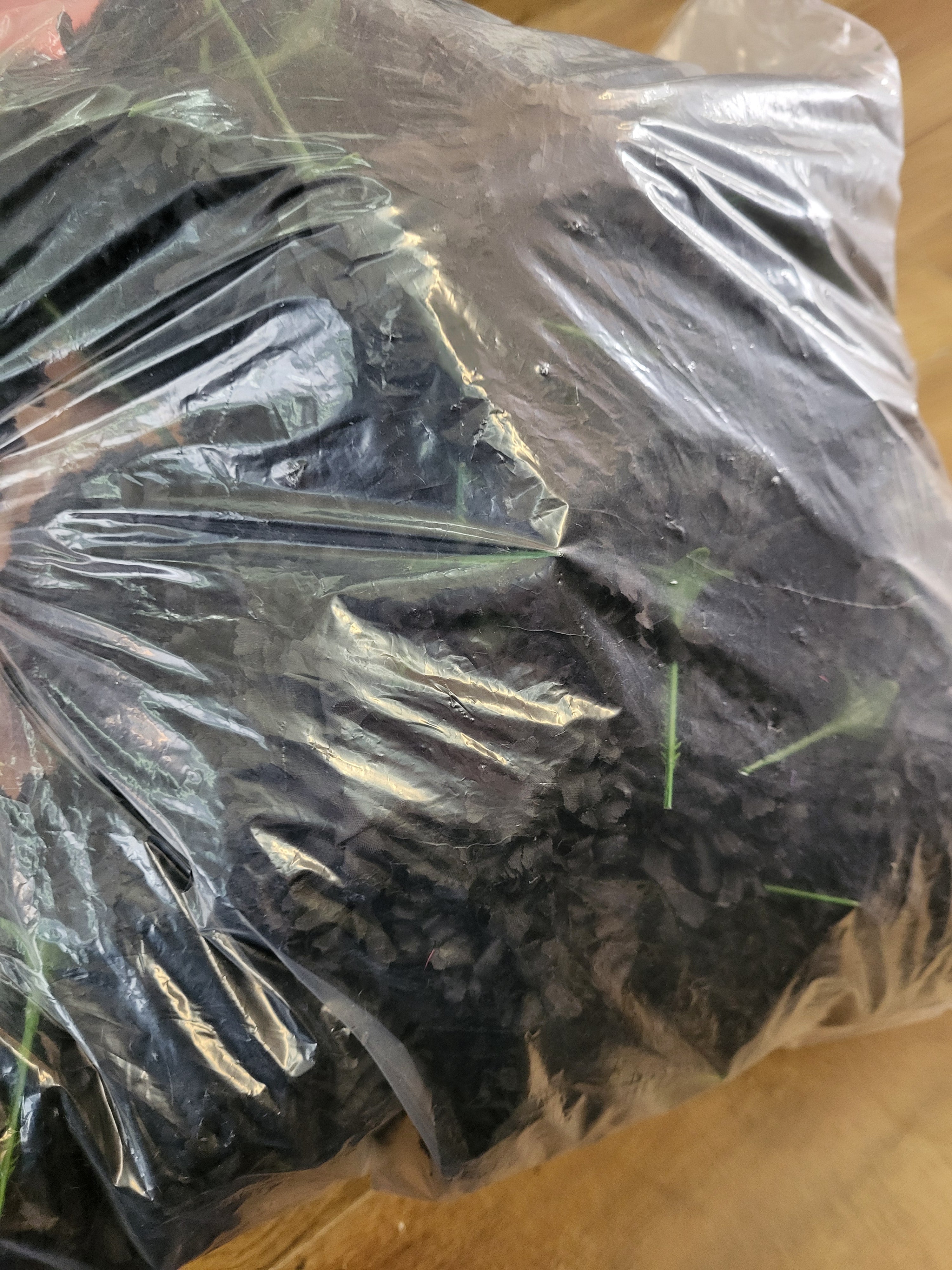 Bag of 144 black carnation picks image 1