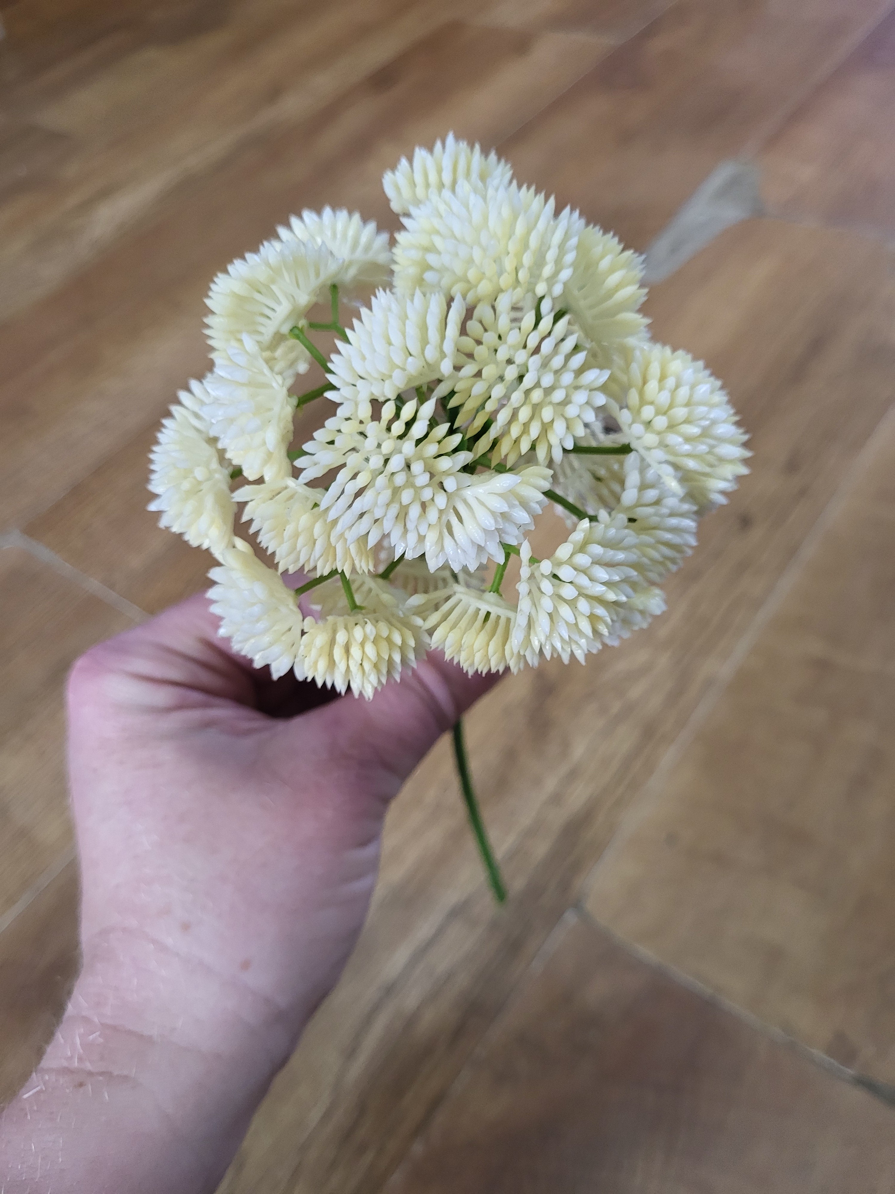 Short cream Sedum Stem image 4