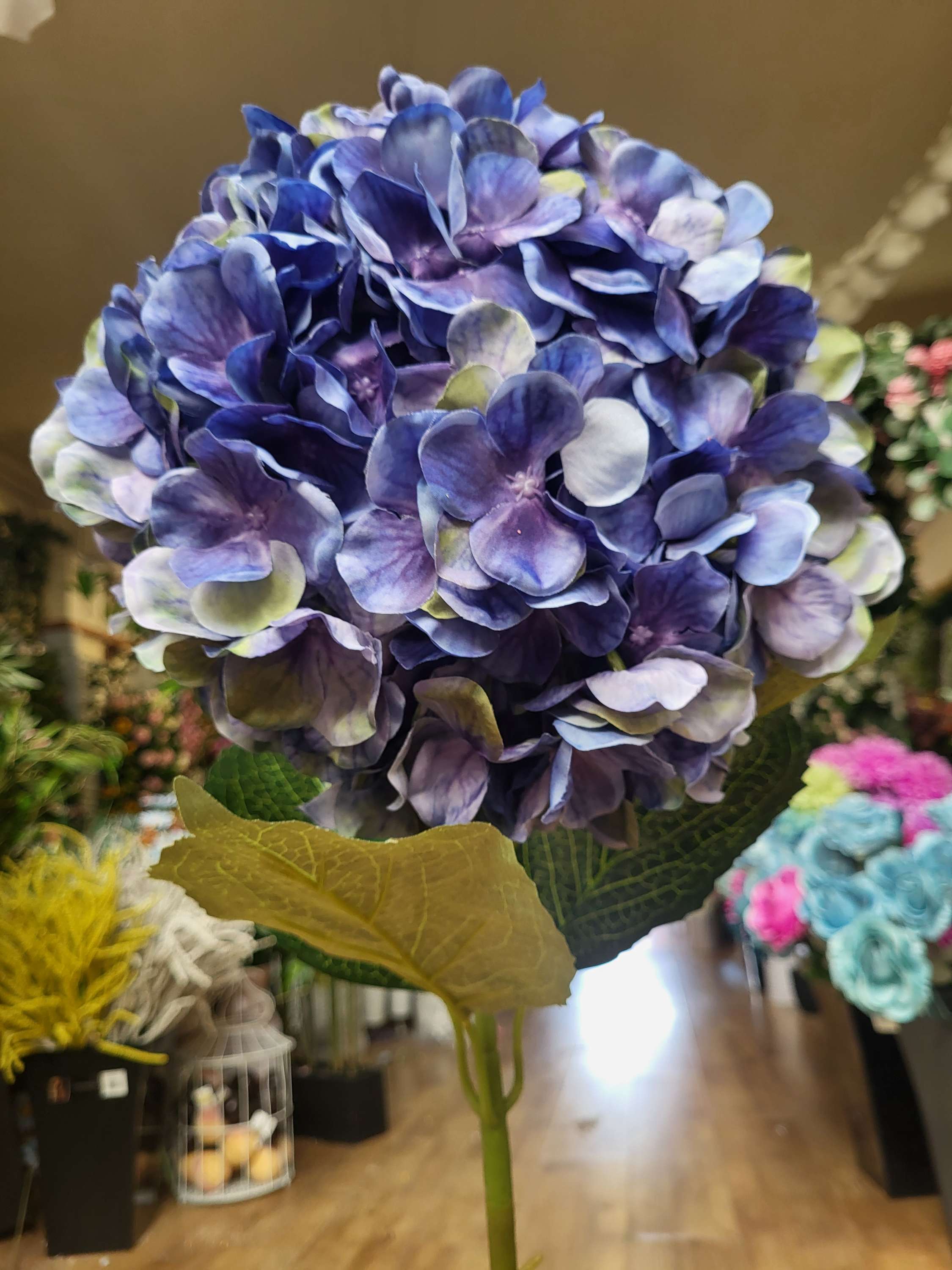 Giant head Blueberry premium hydrangea  image 0