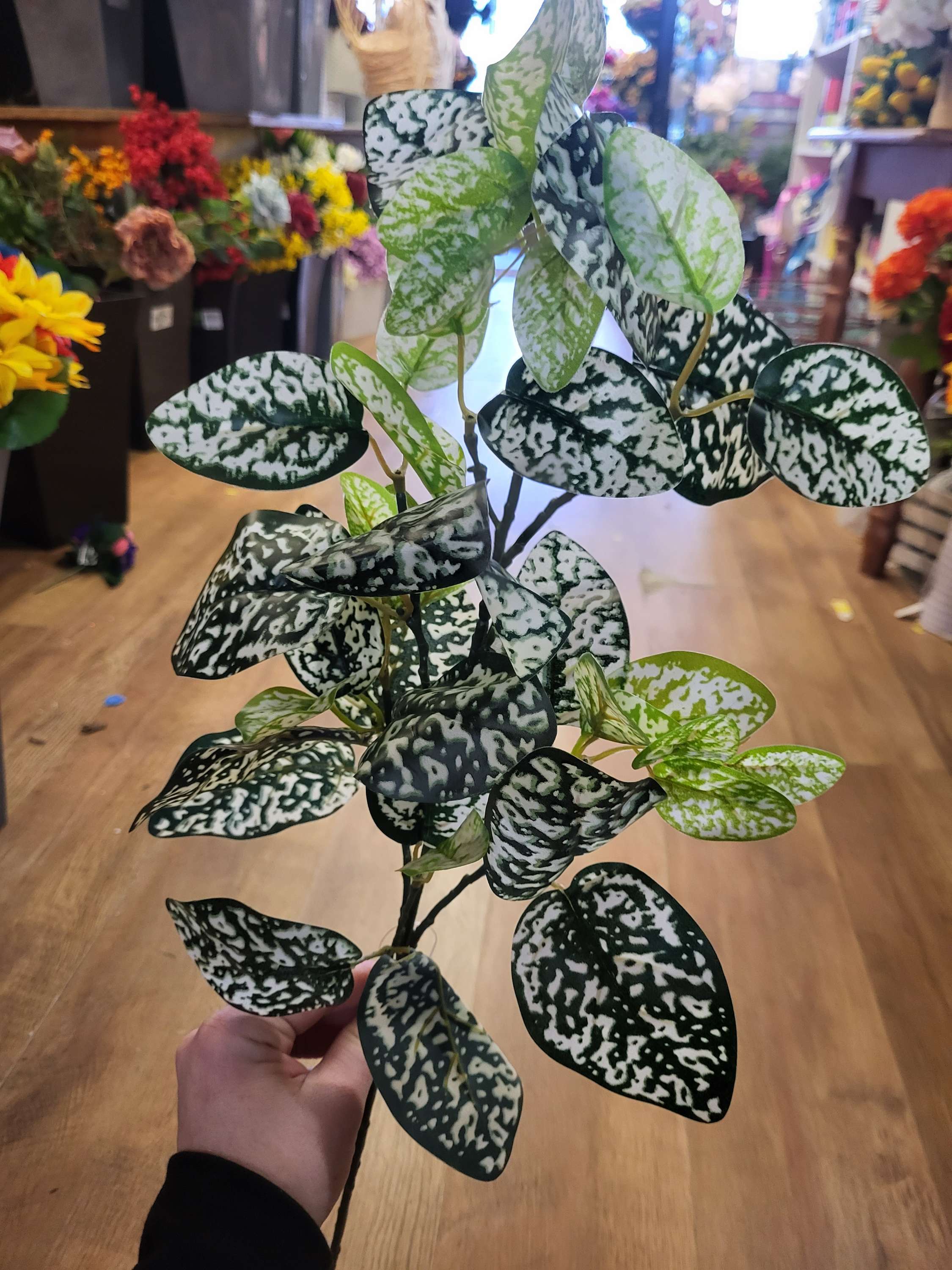 Long stem hypoestes phyllostachya spray image 0